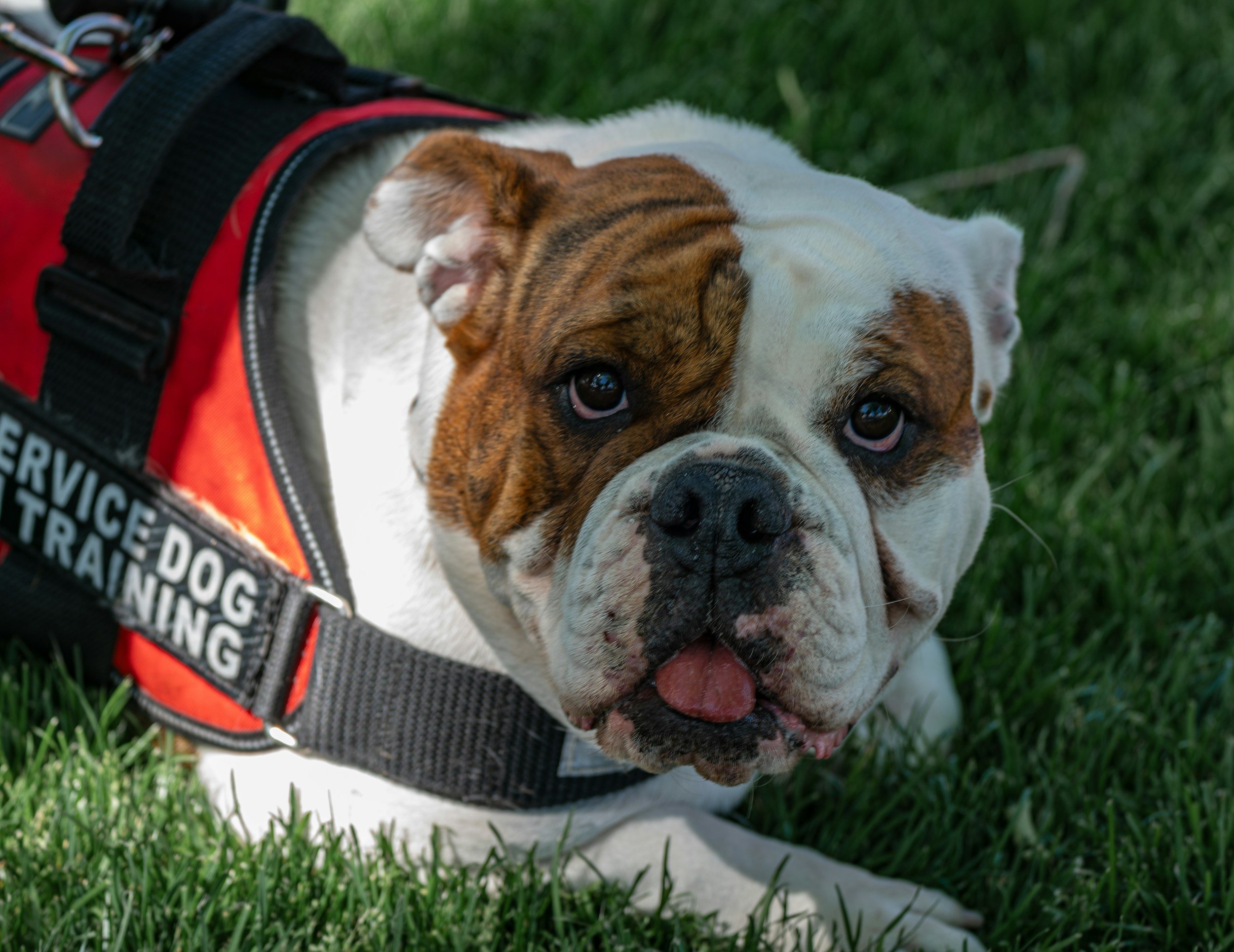 brown and white dog with service animal in training vest