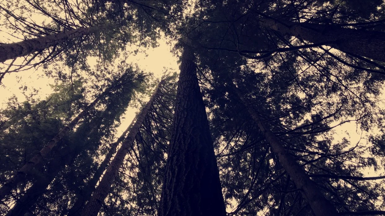 Looking up at tall pine trees in a forest with a cloudy sky overhead.