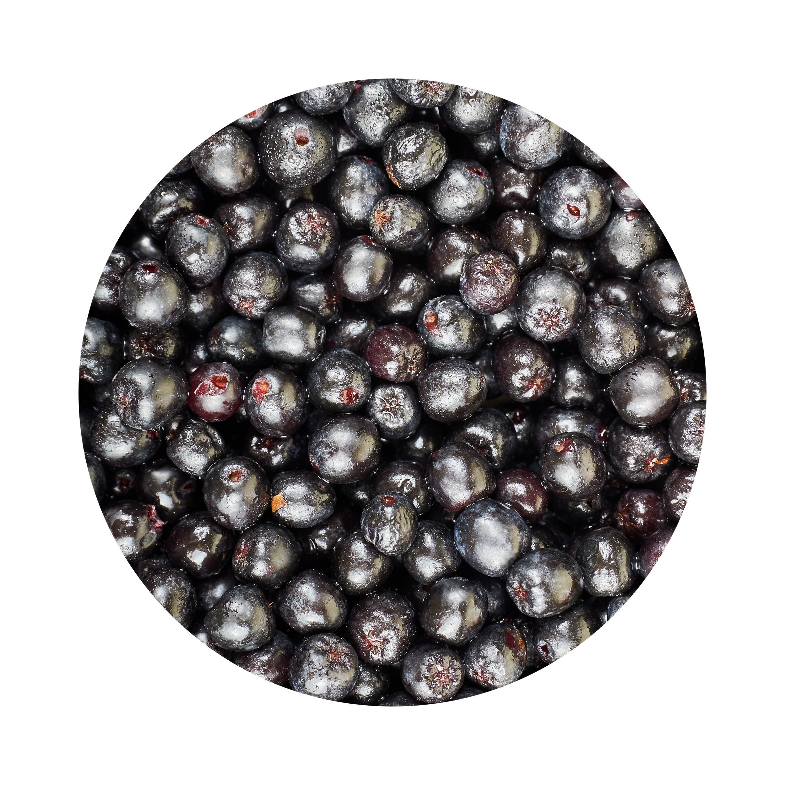 Close-up of numerous fresh Elderberries.