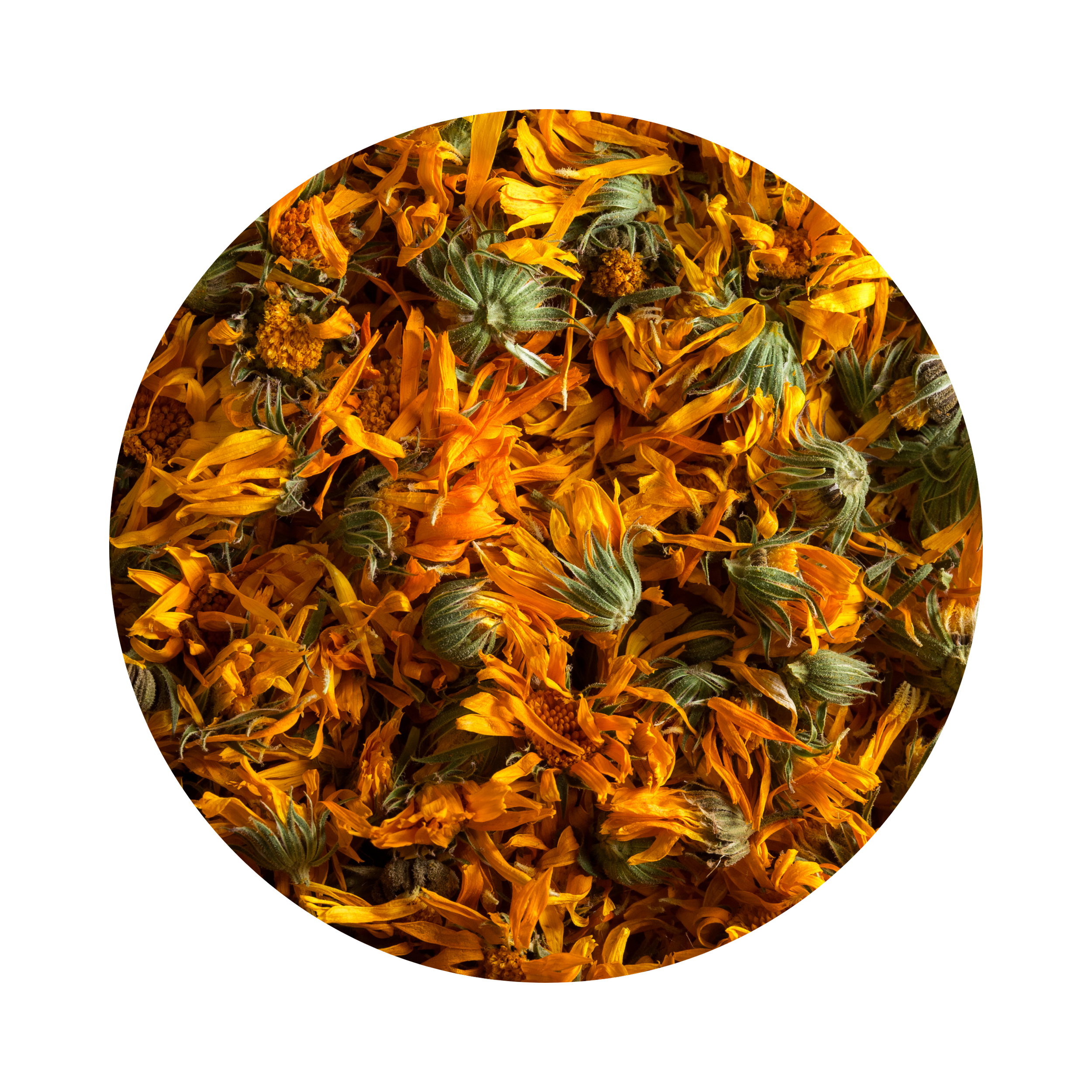 Close-up of tightly packed Calendula dried flowers and seed pods.