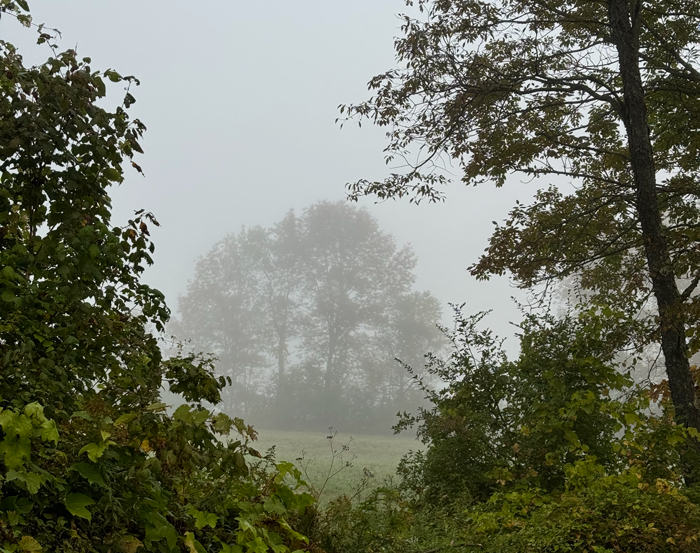 fall-fog.png