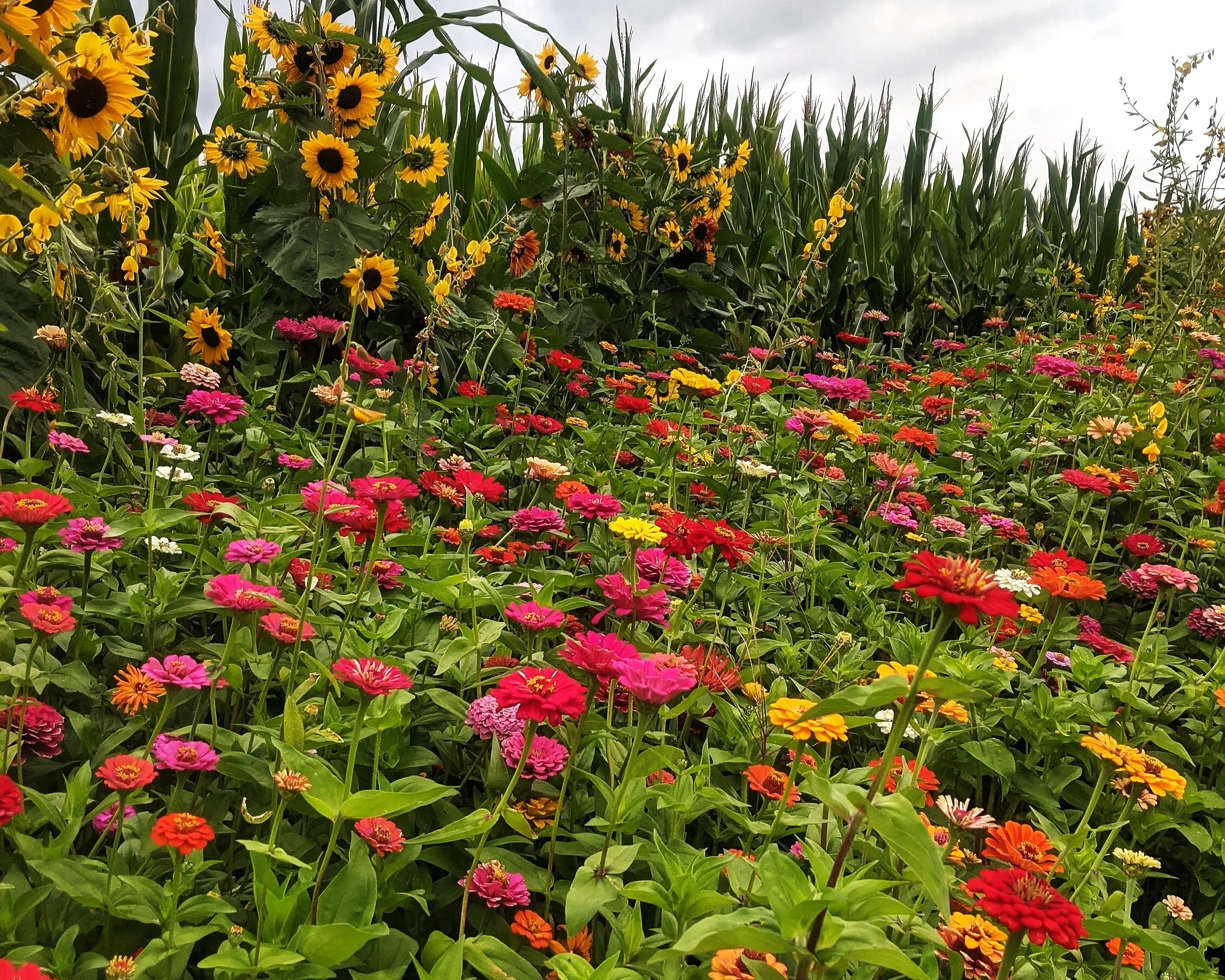 A field of colorful flowers, including pink, red, orange, and yellow blooms, with tall green plants and corn in the background under a cloudy sky.