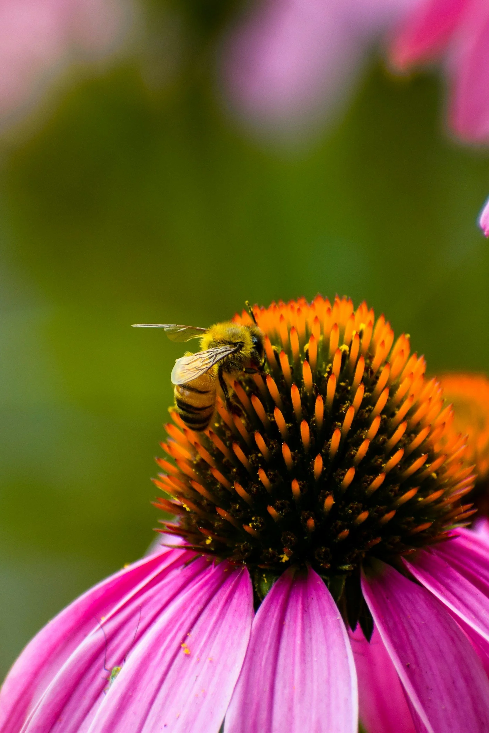 Close-up of a bee on a pink coneflower flower with an orange central cone and pink petals, blurred green background.