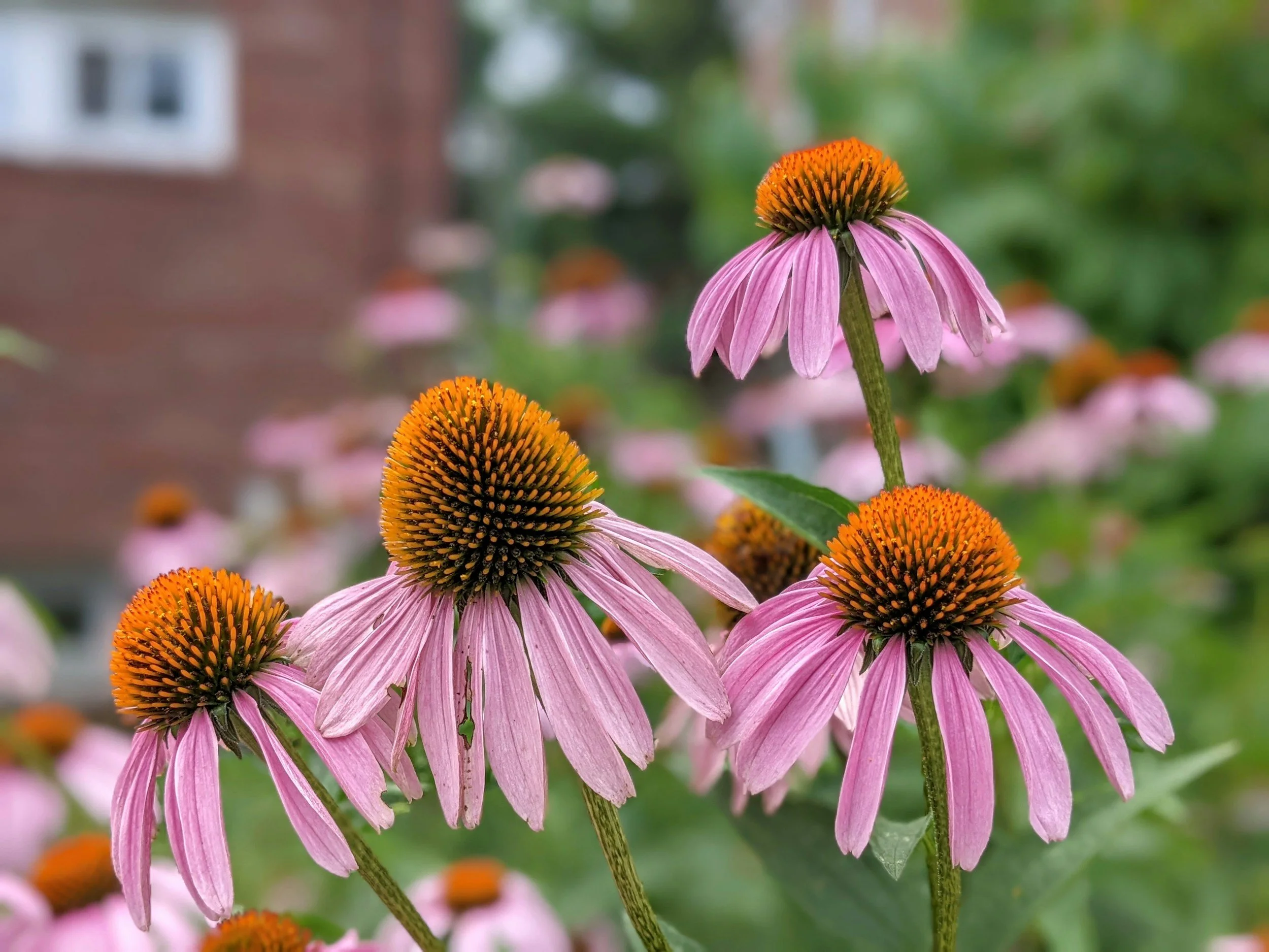 Pink coneflowers with orange centers in a garden