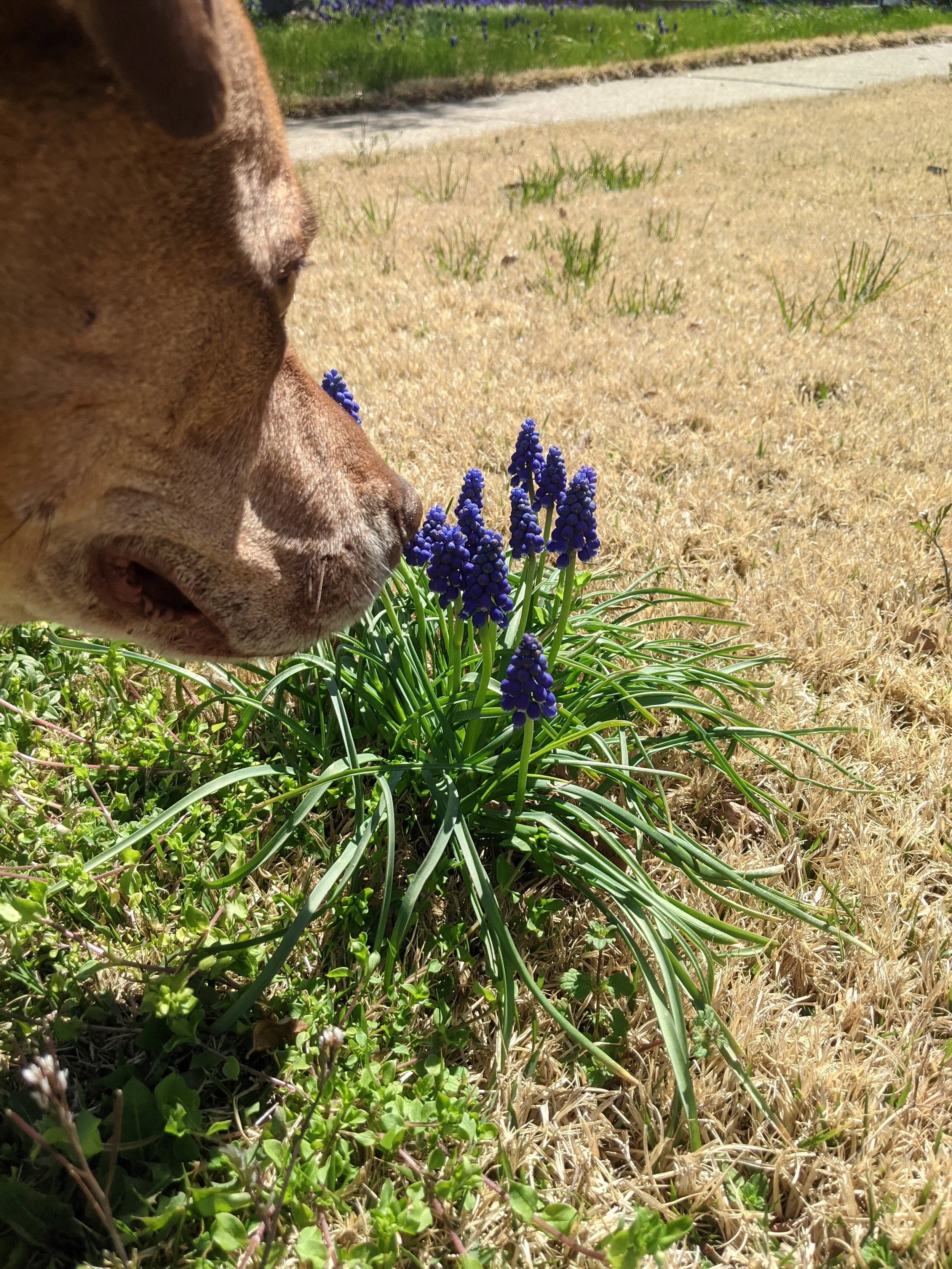 Close-up of a dog smelling purple grape hyacinth flowers in a garden with a sidewalk and grass in the background.