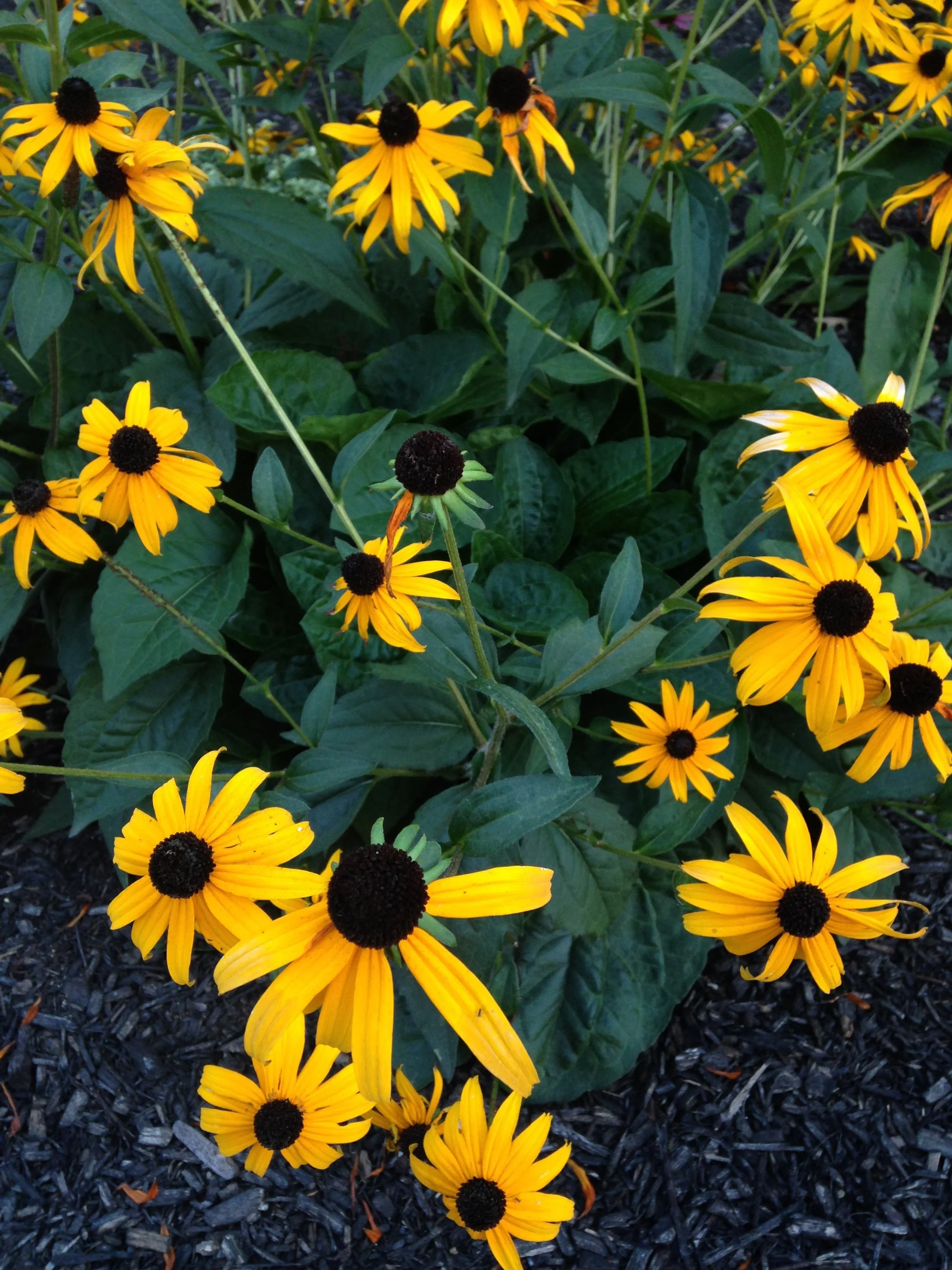 Yellow flowers with black centers and green leaves in a garden bed with dark mulch.