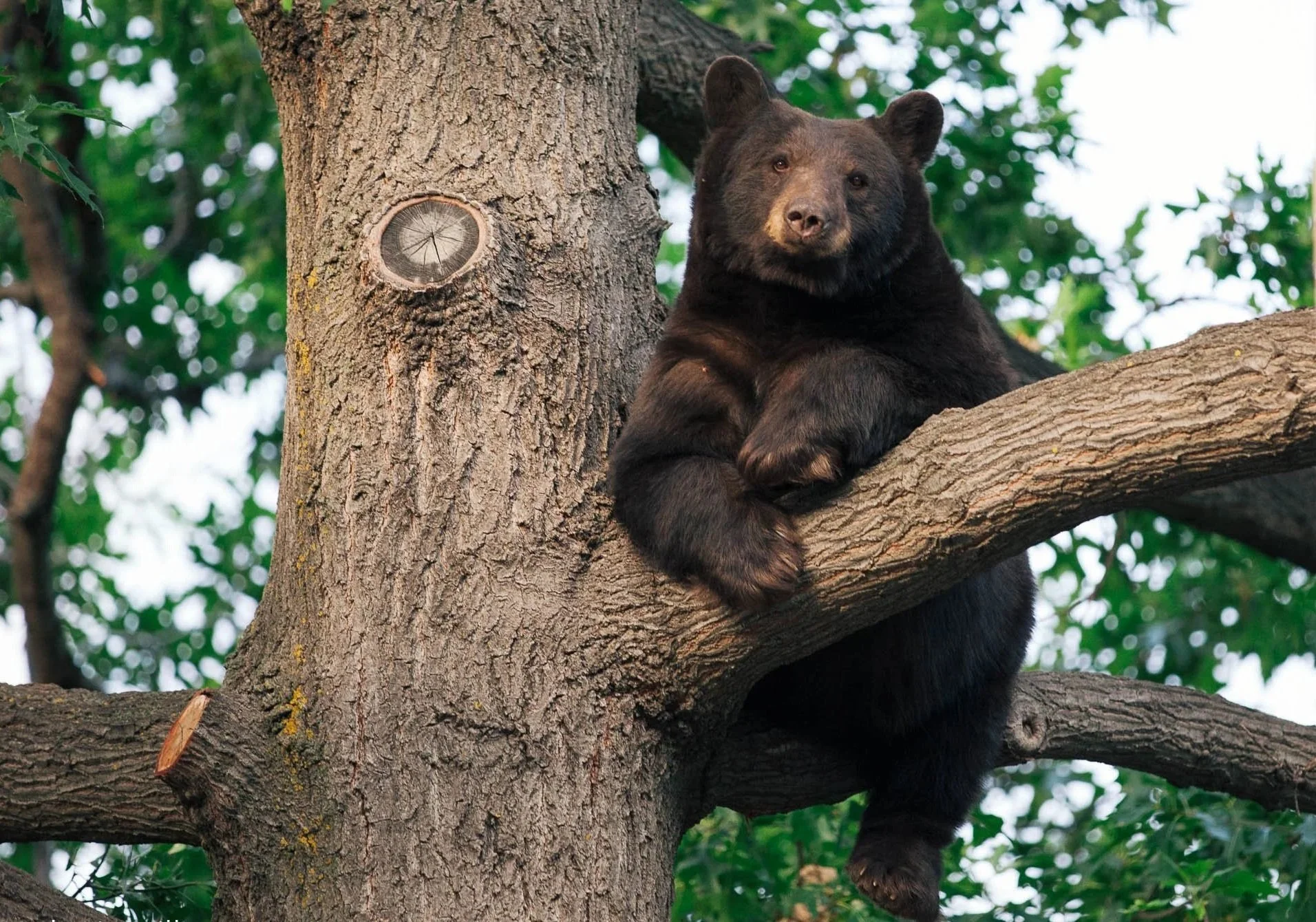 Bear in tree