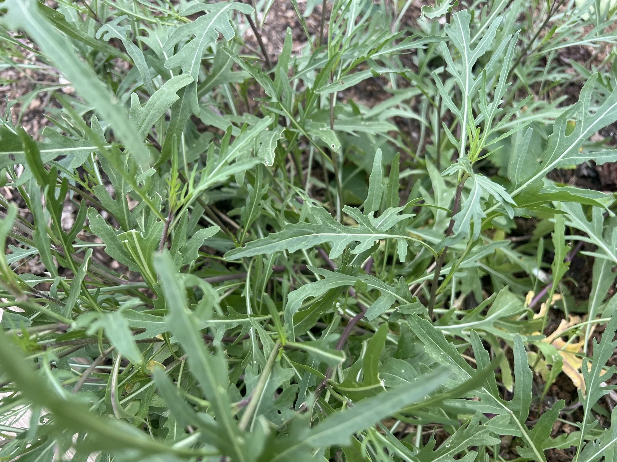 Rocket Leaves