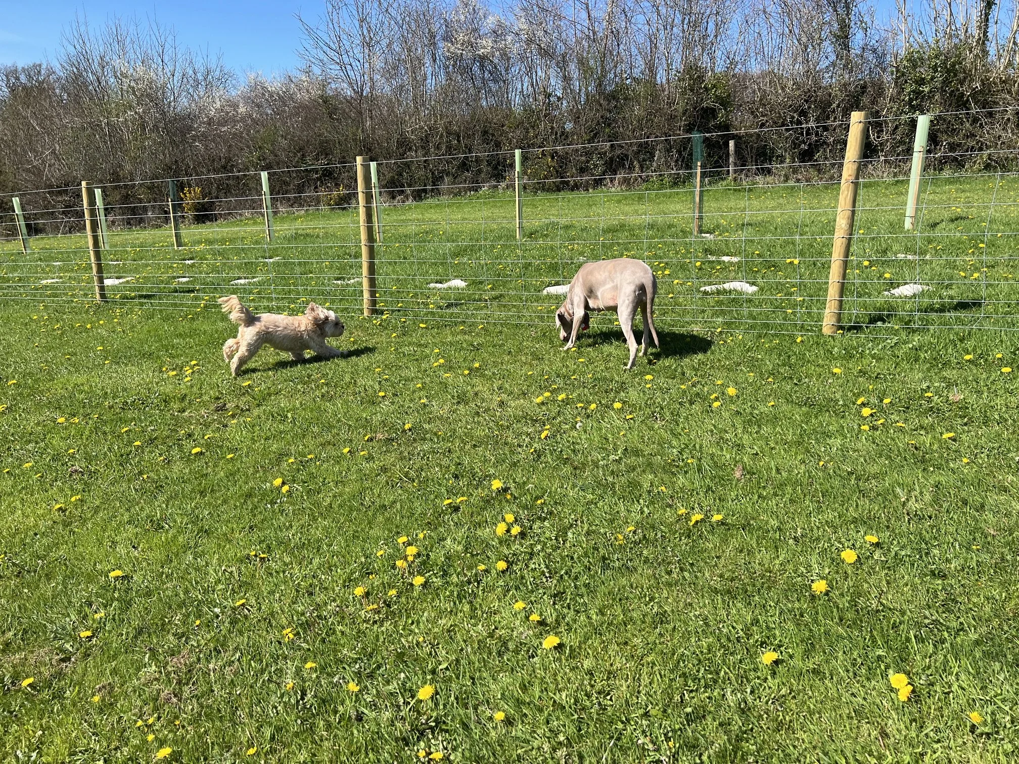 Dogs playing in a dog walking field