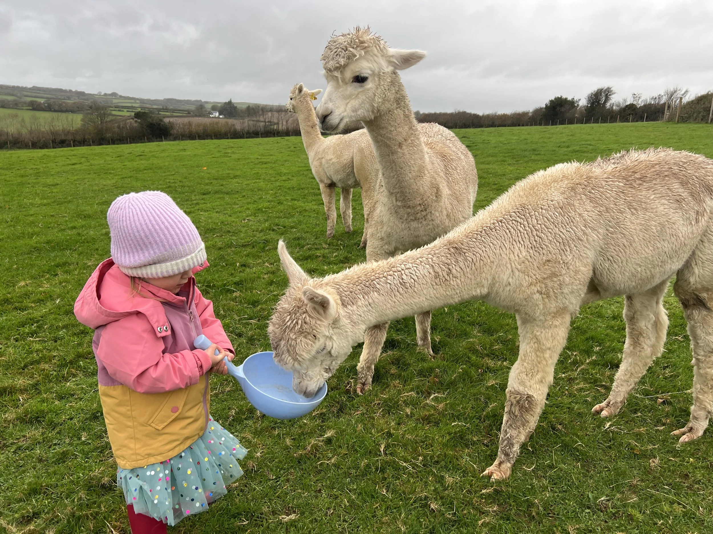 Small child feeding alpaca