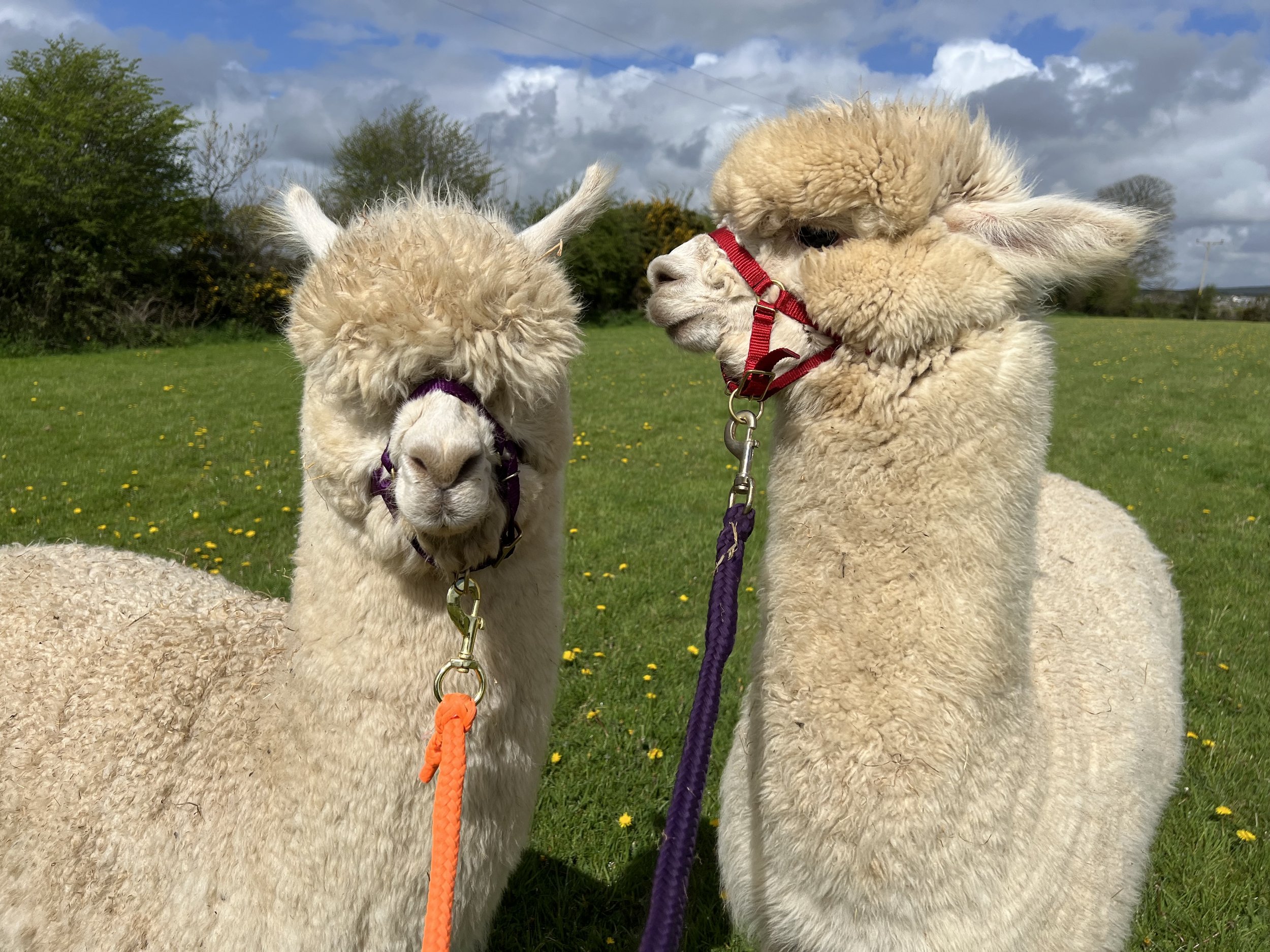 Alpacas