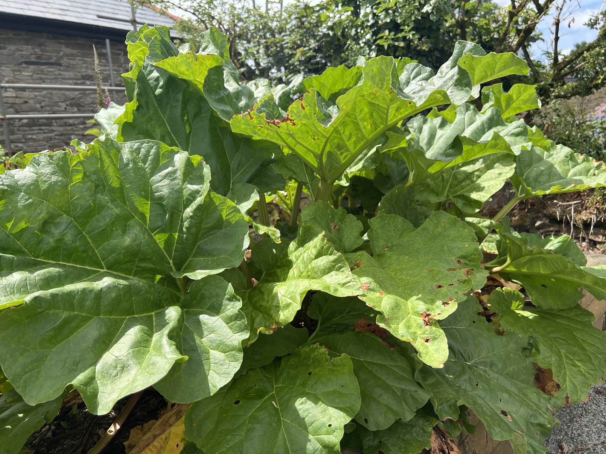 Rhubarb