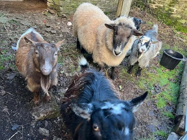 Pygmy goats and sheep
