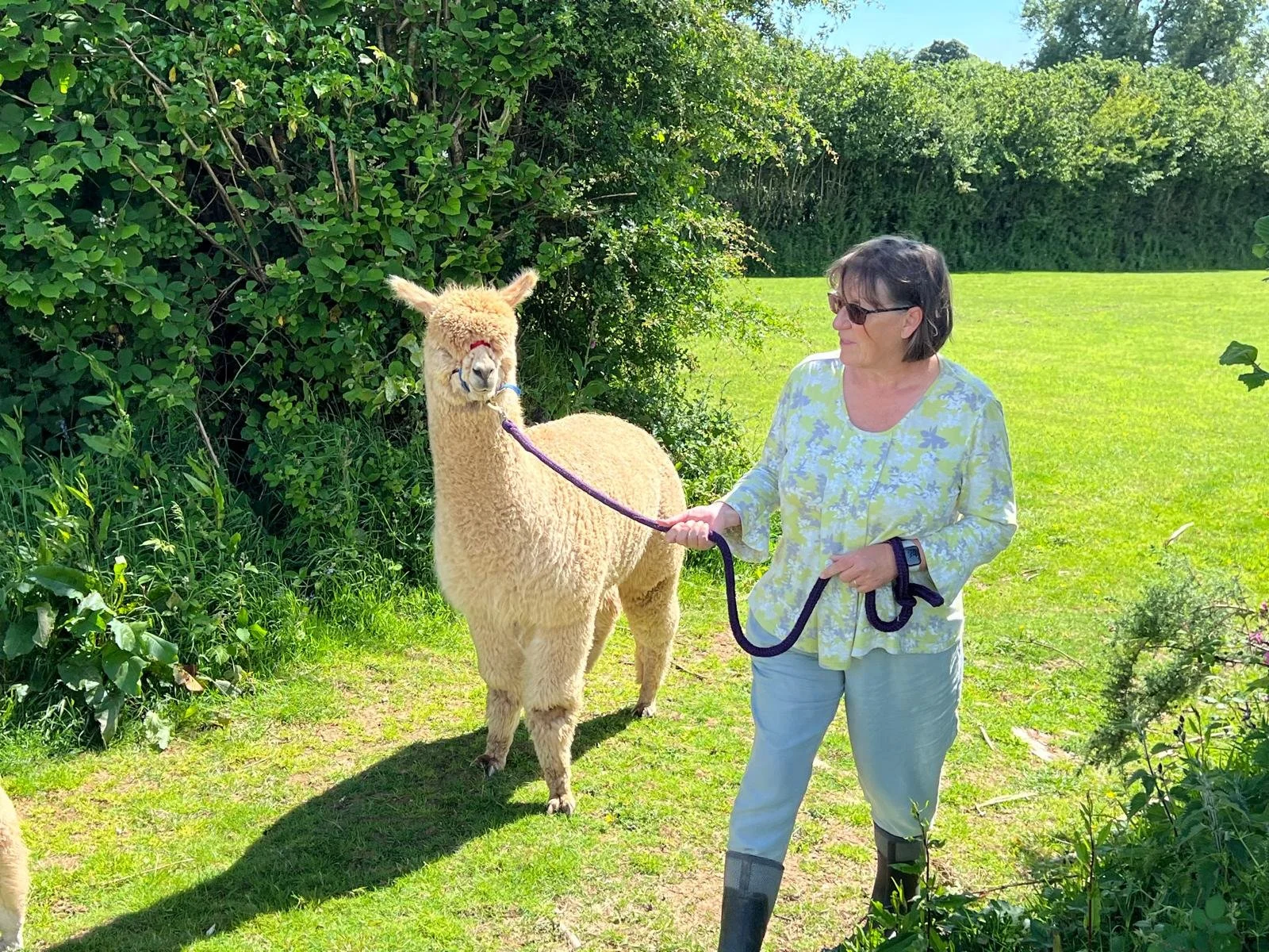 Farmer Walking Alpaca on a sunny day
