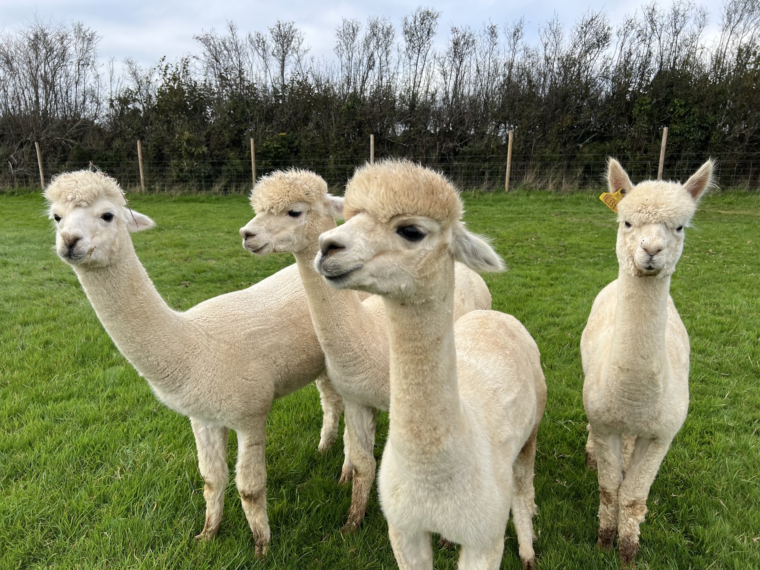 Alpacas