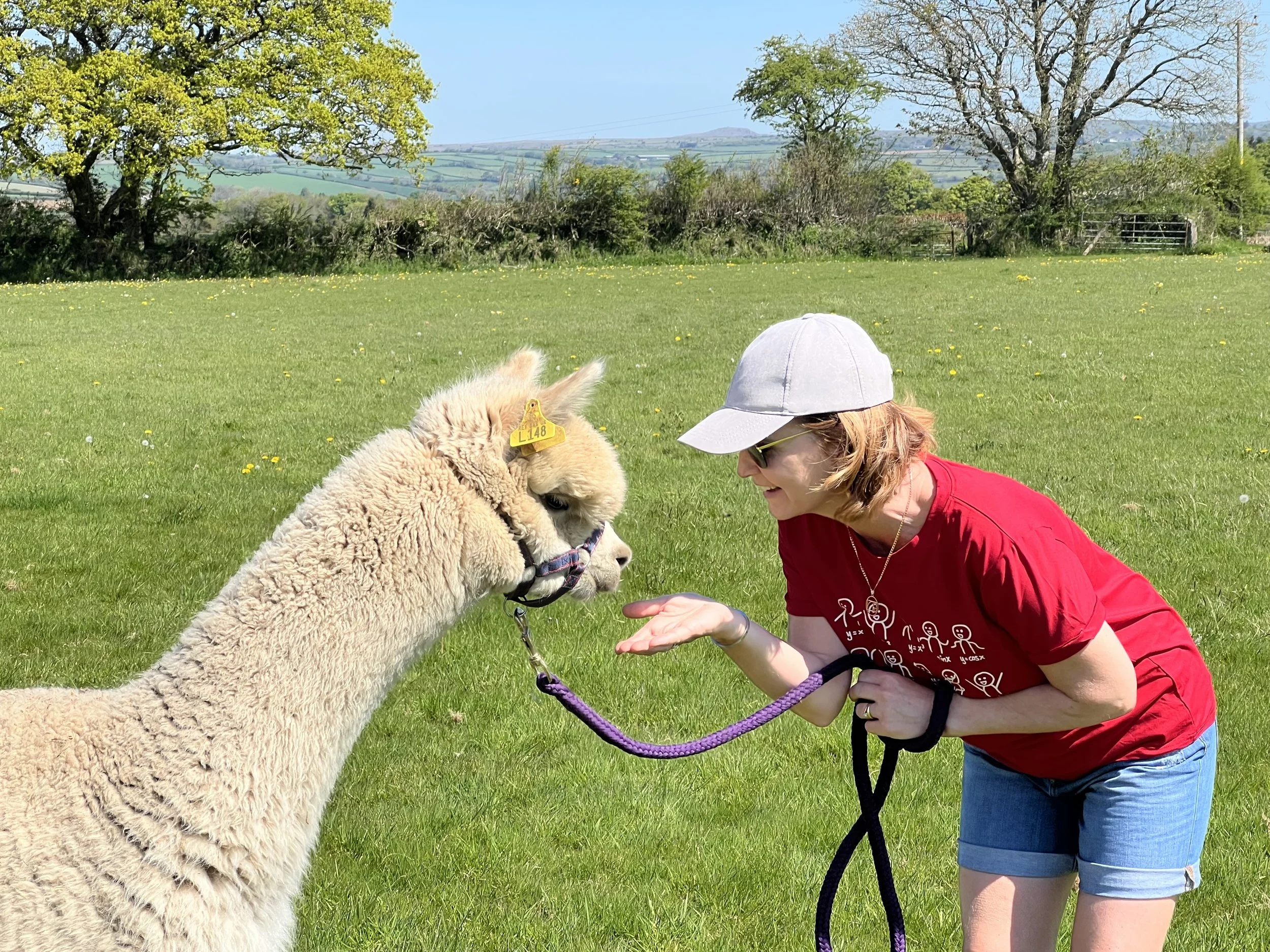 Feeding an alpaca