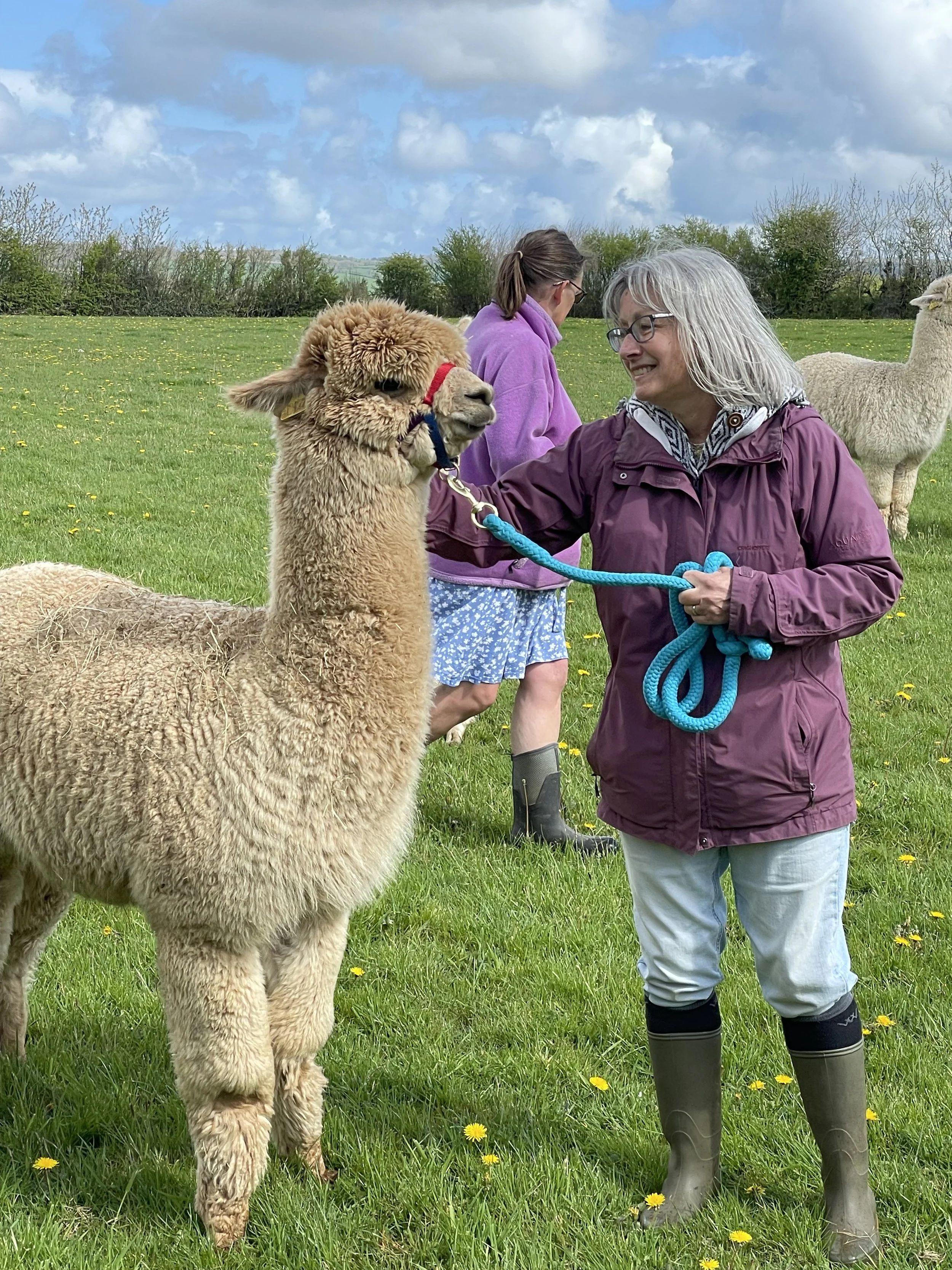 Alpaca walking