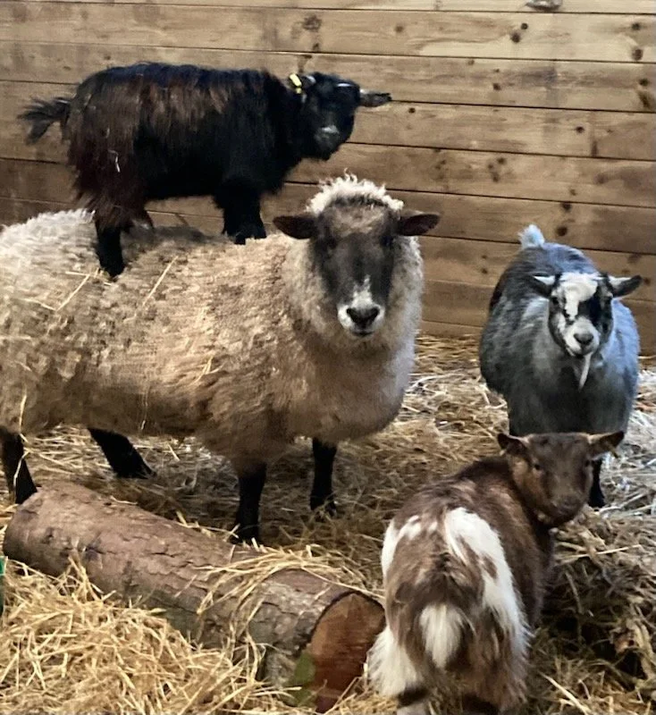 Pygmy goat on a sheep