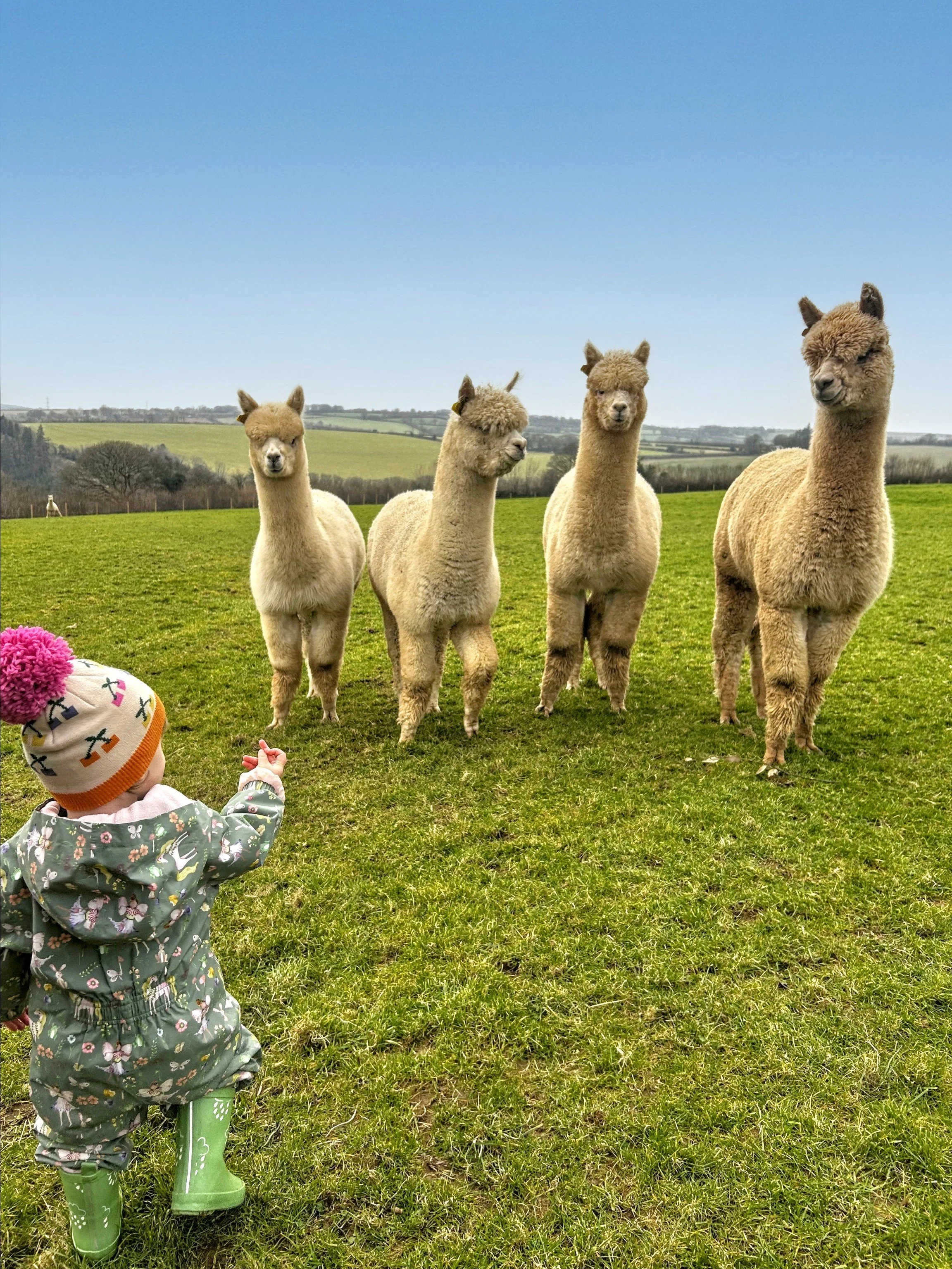 Alpacas looking at a toddler