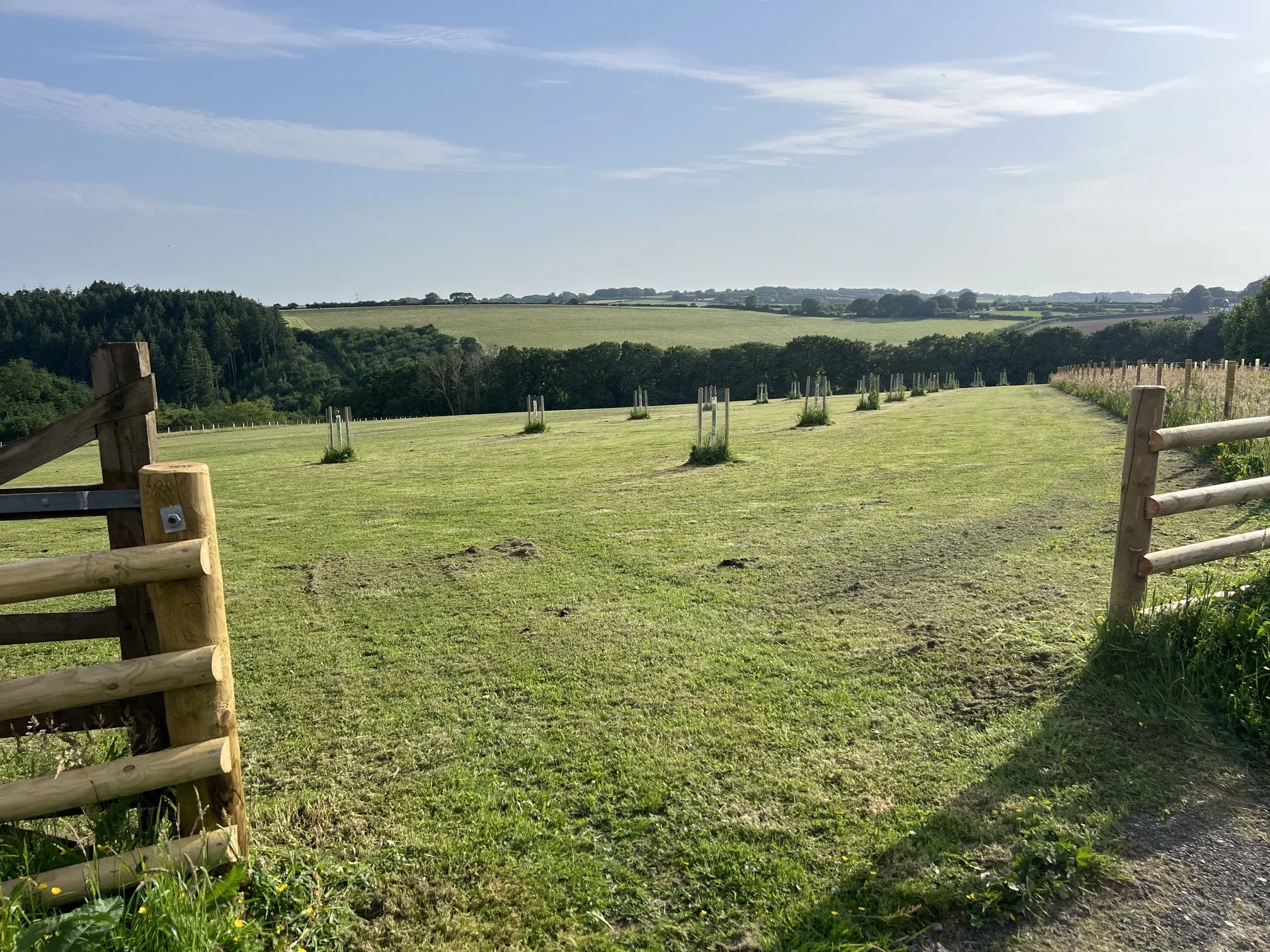 Dog field