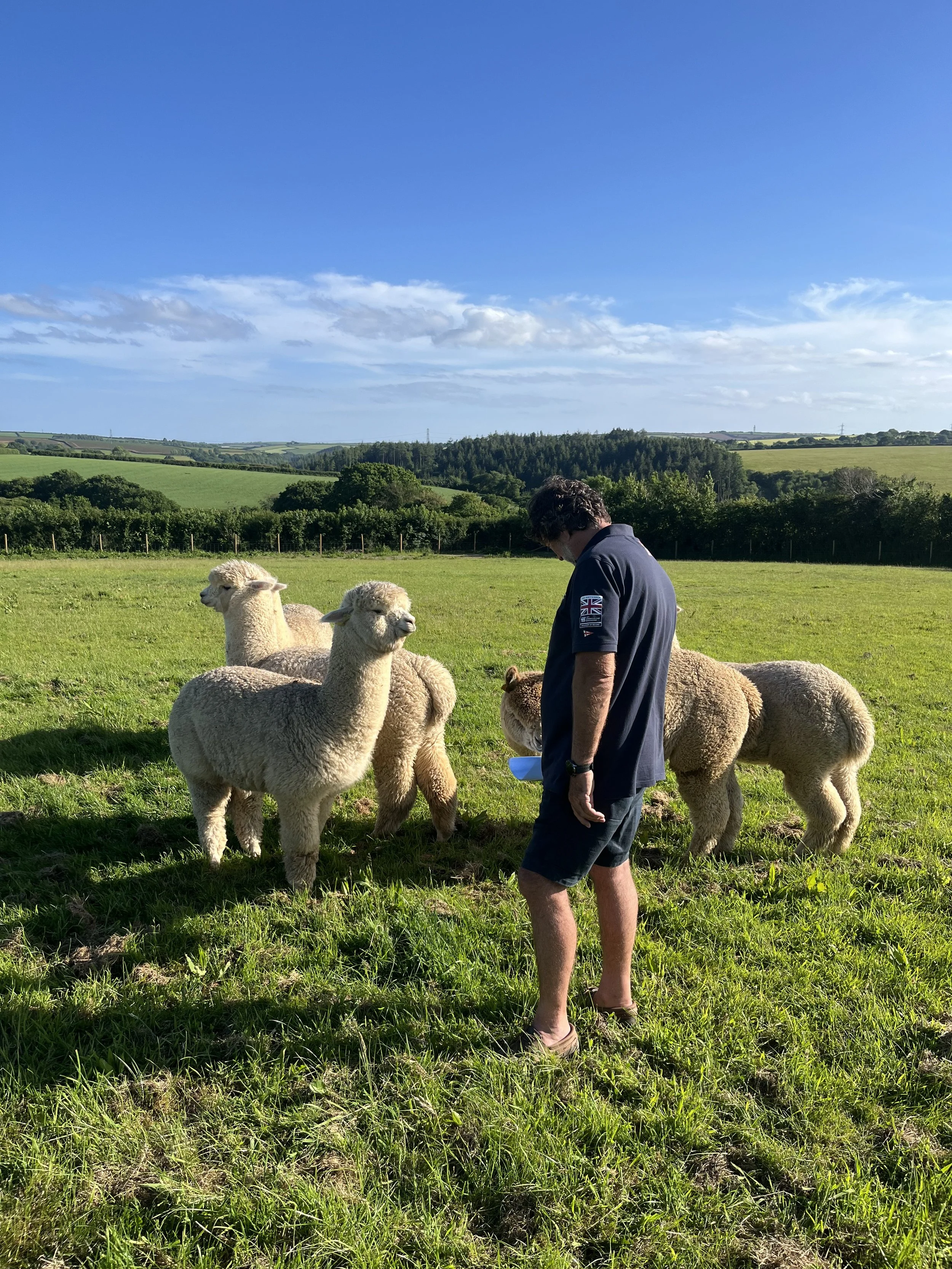 Man greeting alpaca