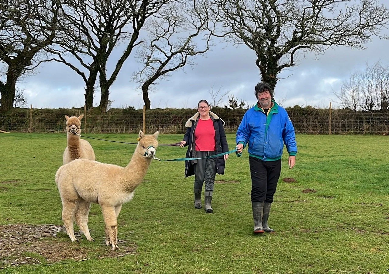 Farmers walking their alpacas