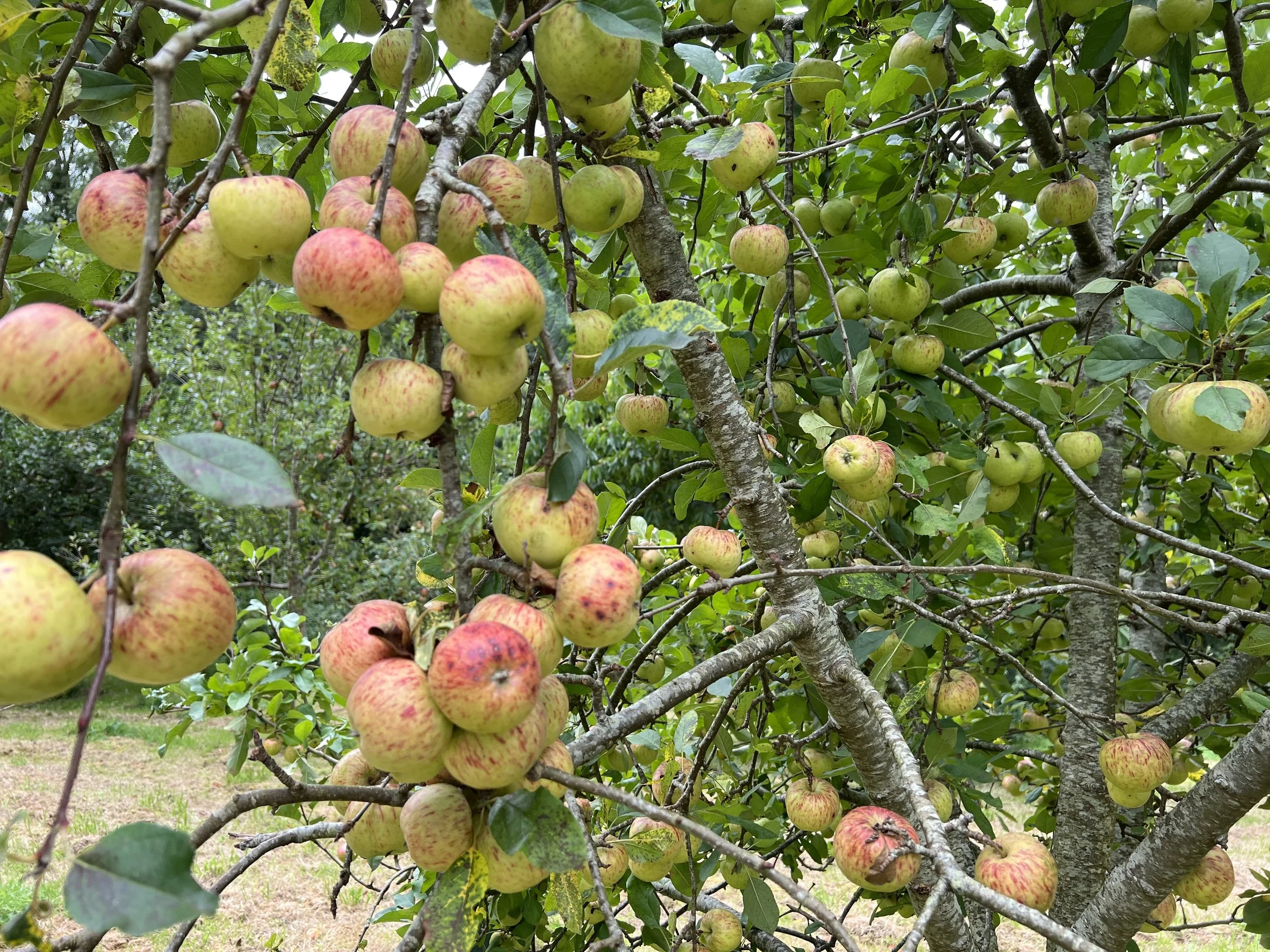Apples in a tree