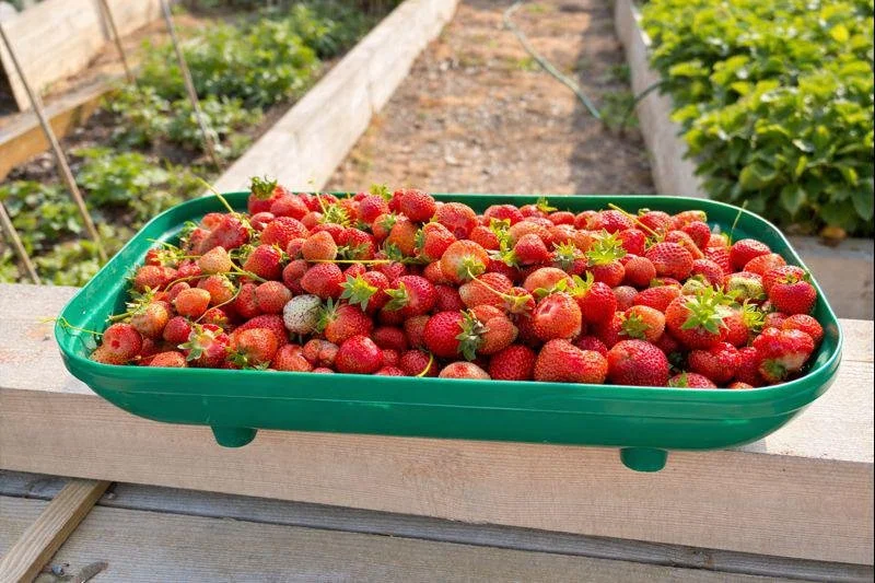 Strawberries