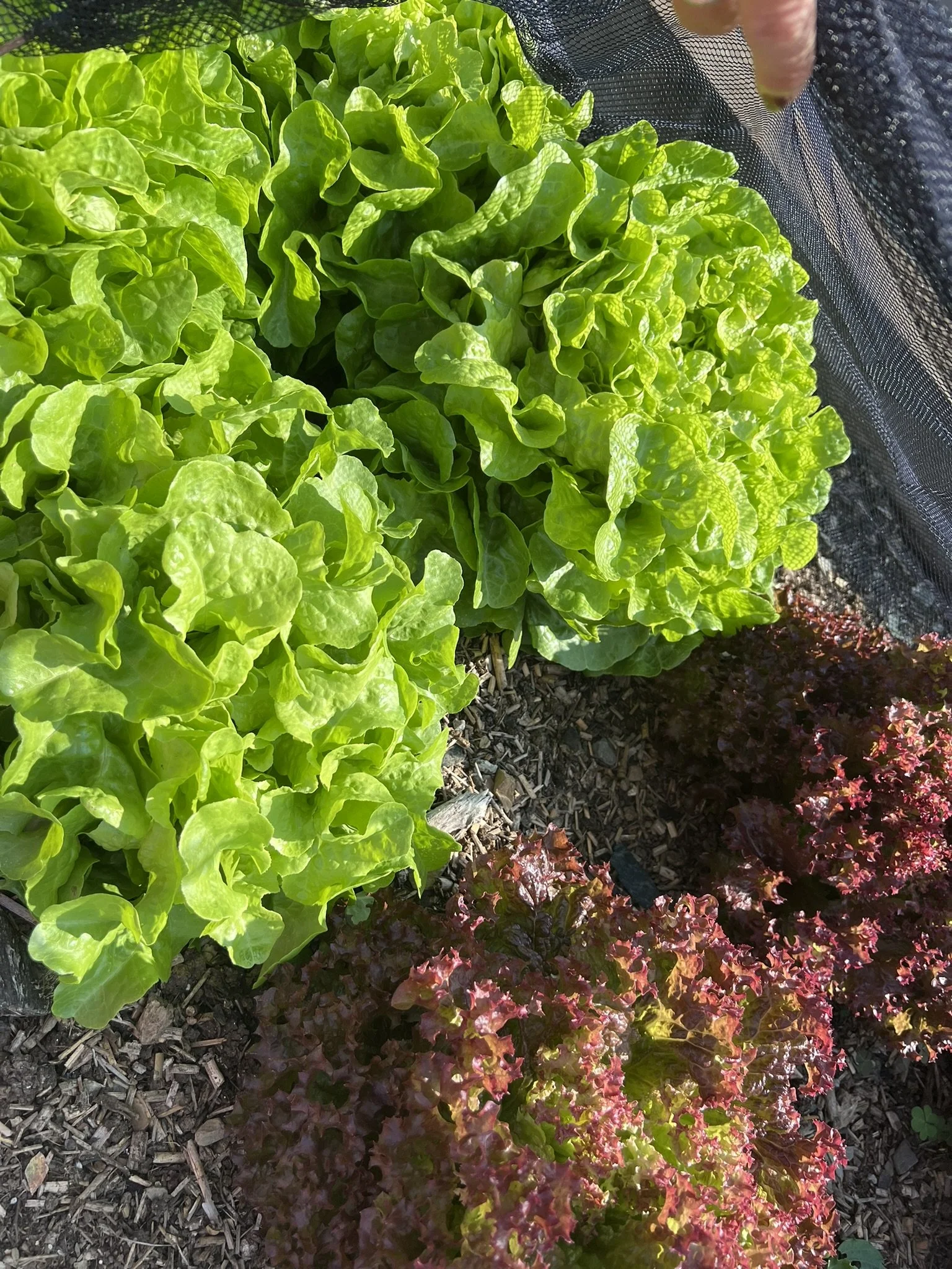 Mixed Leaves