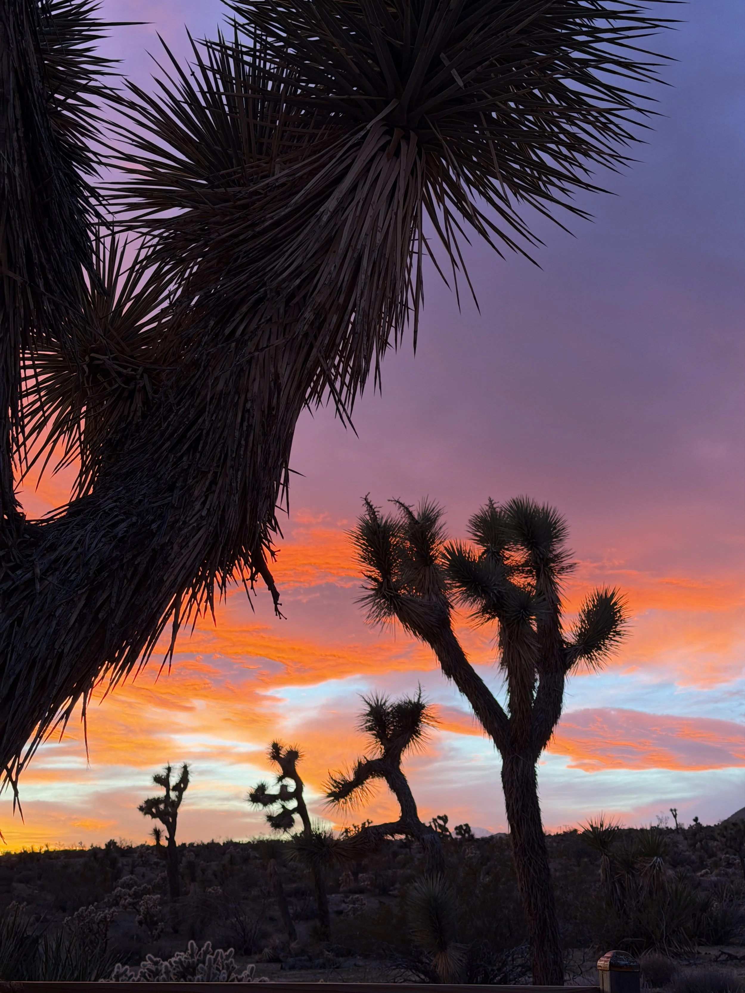 Silhouettes of Joshua trees against a colorful sunset sky with shades of pink, purple, orange, and blue.
