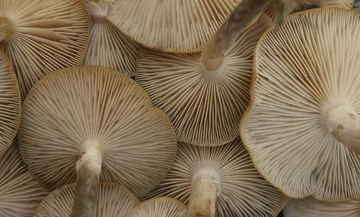 Close-up of several cream-colored mushrooms with visible gills and stems.