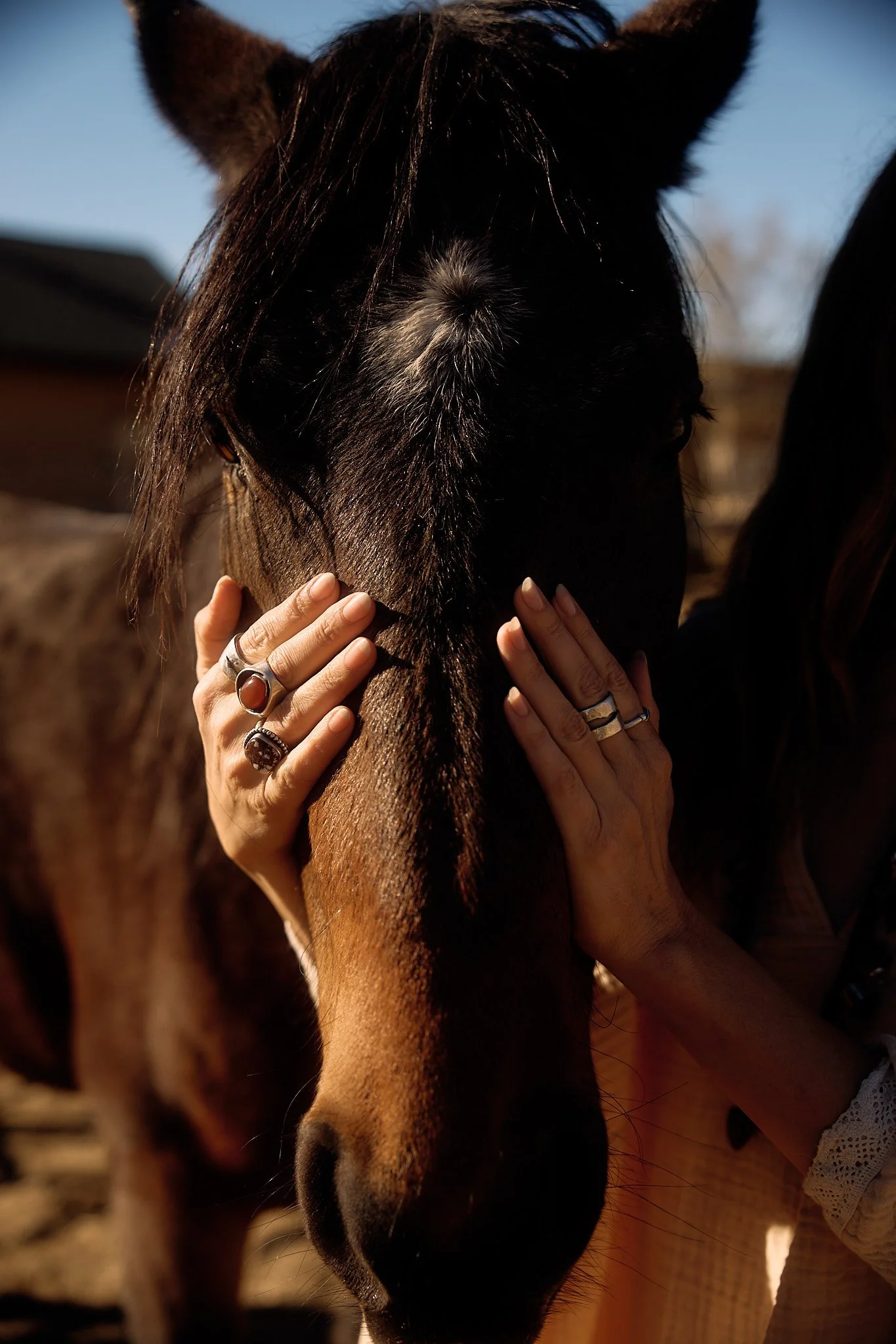 Close-up of a person gently holding a horse's face, with warm sunlight highlighting the horse's dark coat and mane, and the person's hands adorned with rings.