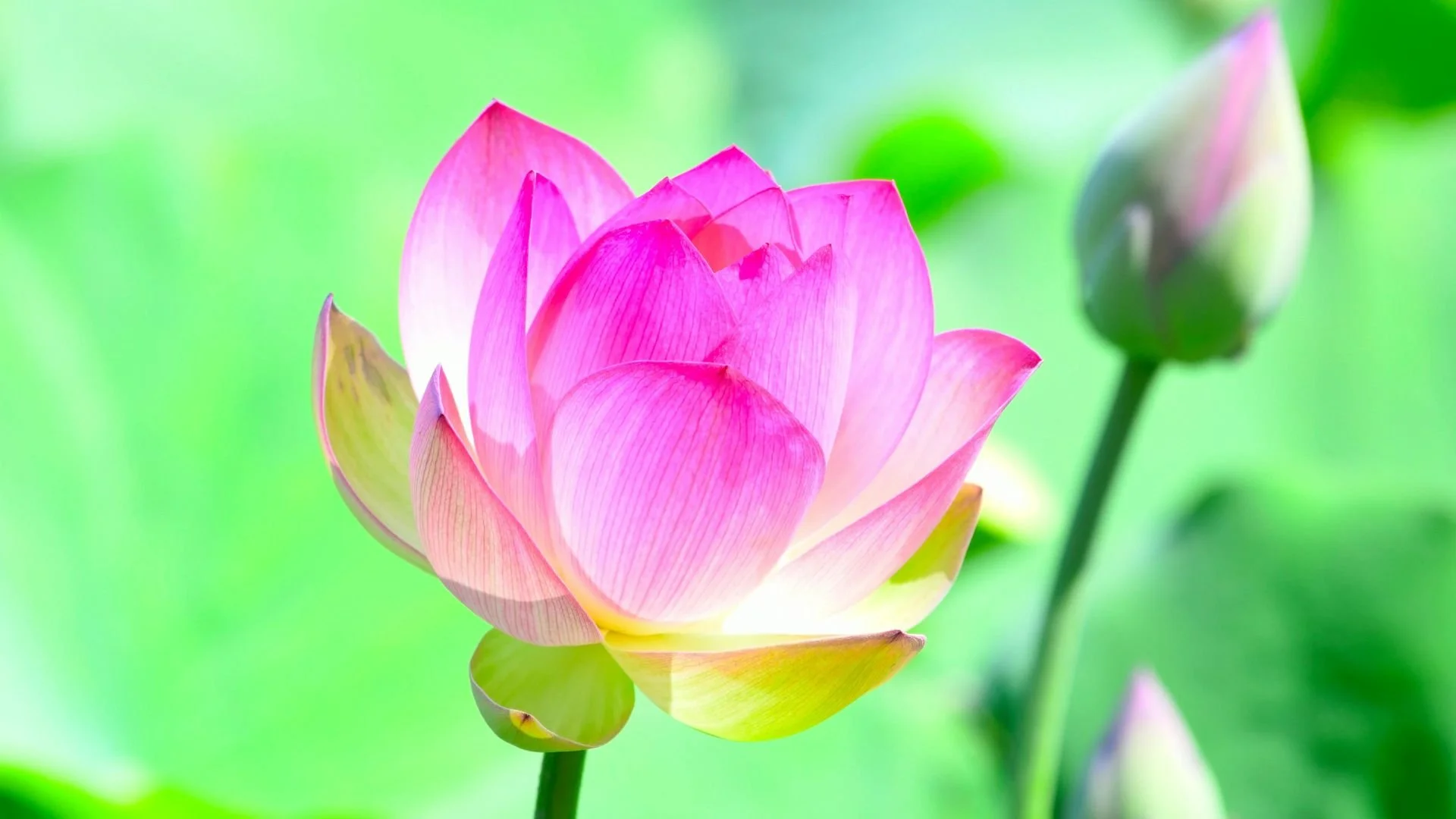 Une expérience de réflexion guidée sur la vie vers plus d’acceptation représentée par une fleur rose fushia en plein éclosion