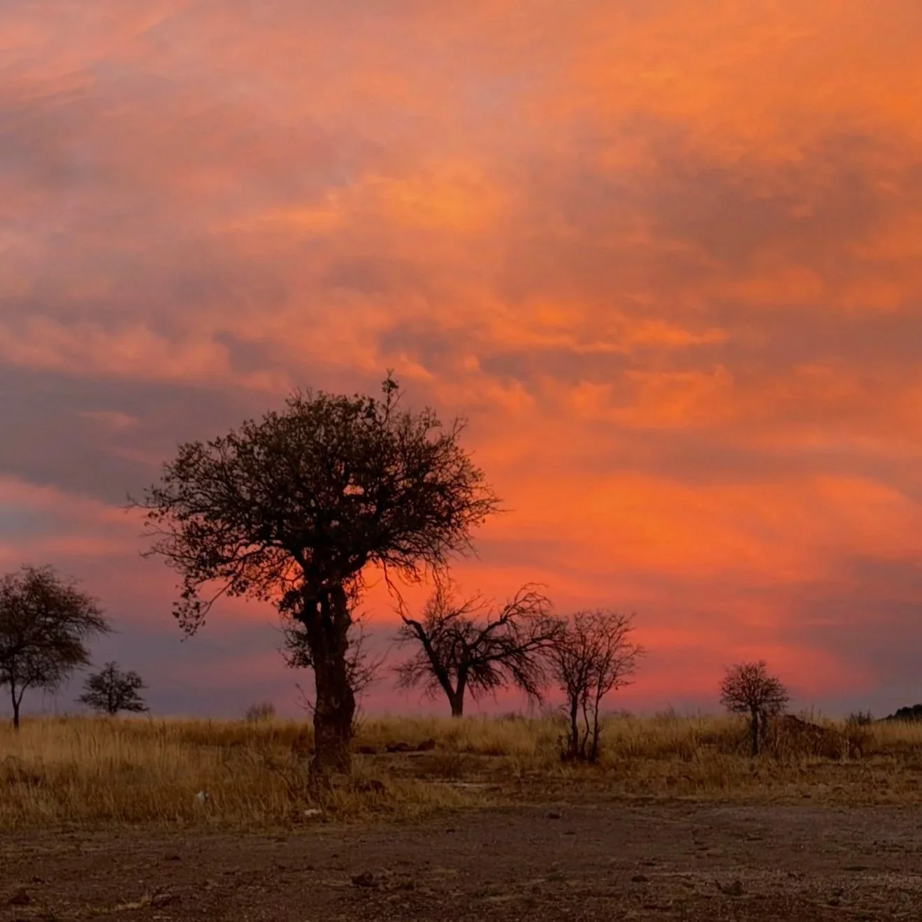 What the Desert Gave Back
