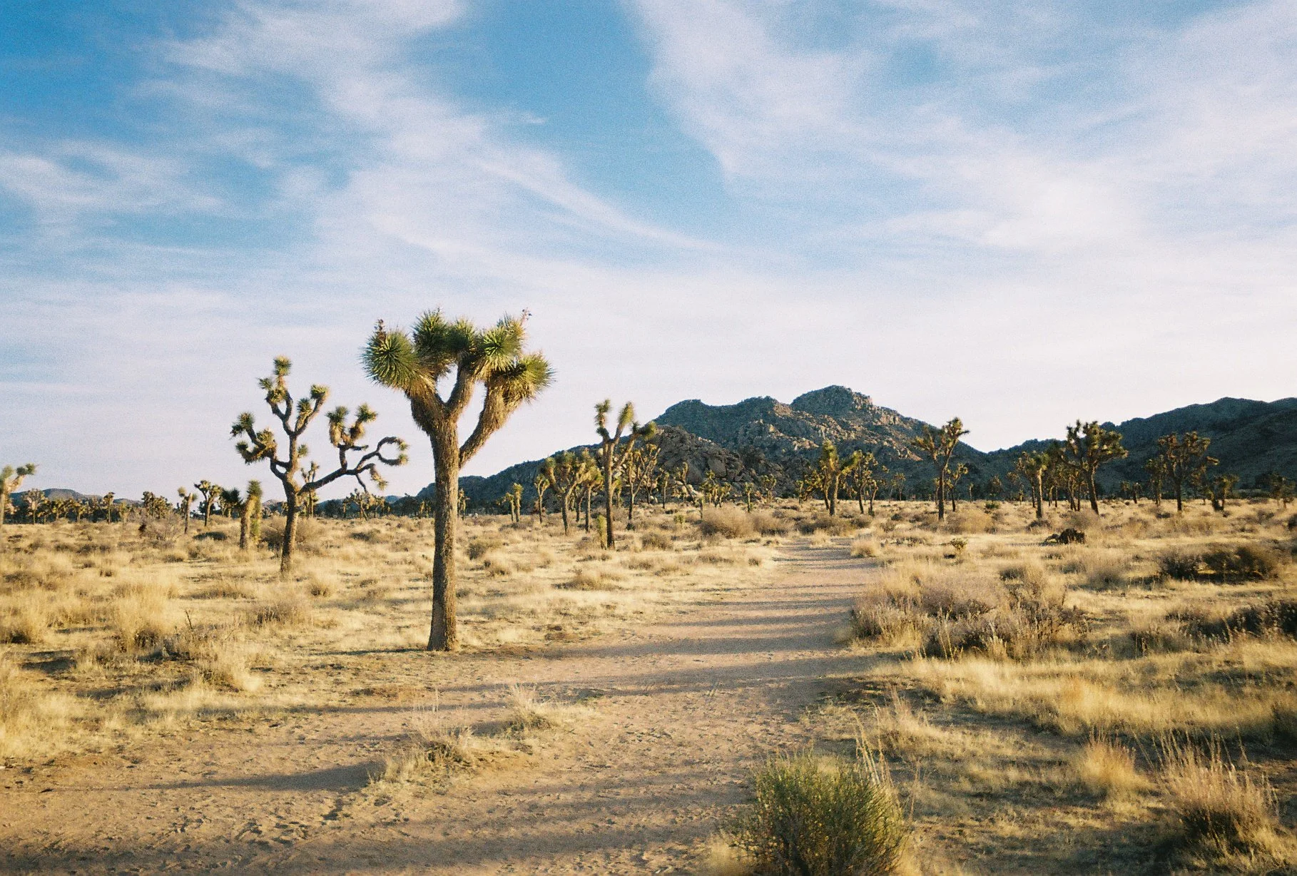 A desert landscape with Joshua trees, dry grass, and distant mountains under a blue sky.