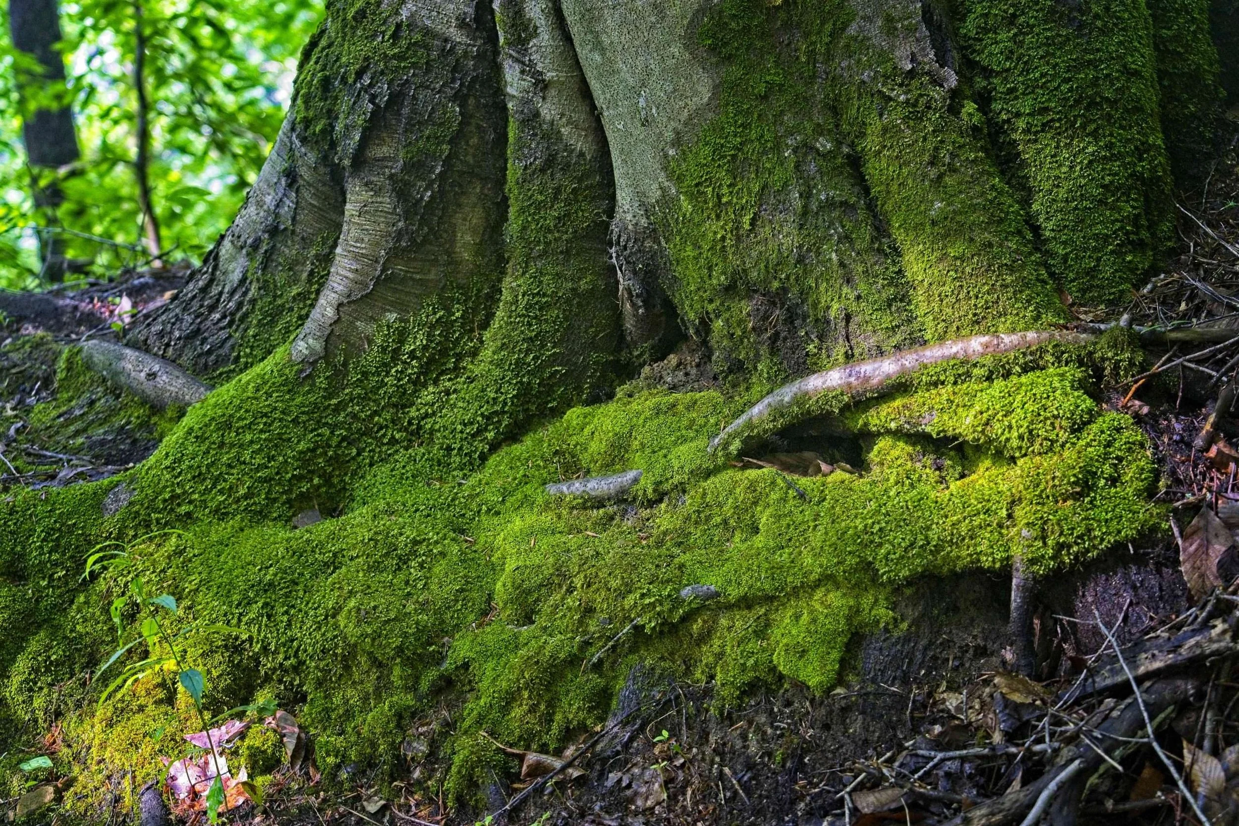 #1127. Mosses are boring