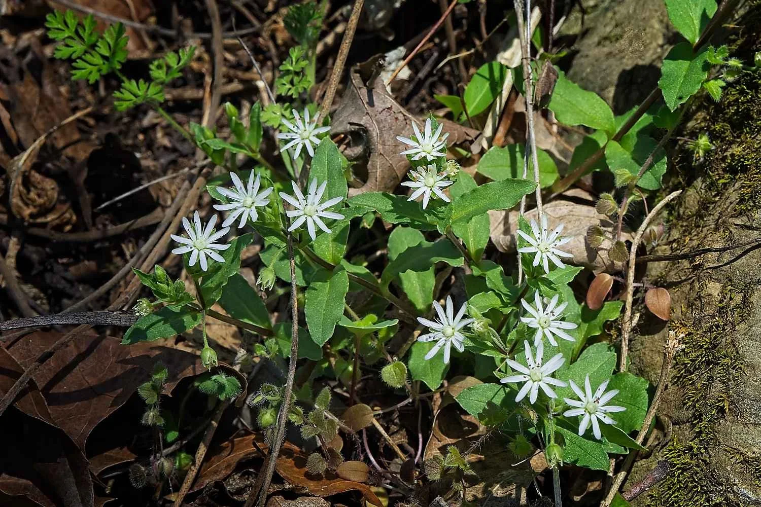 #1375. Appalachian Seasons, Part I: March