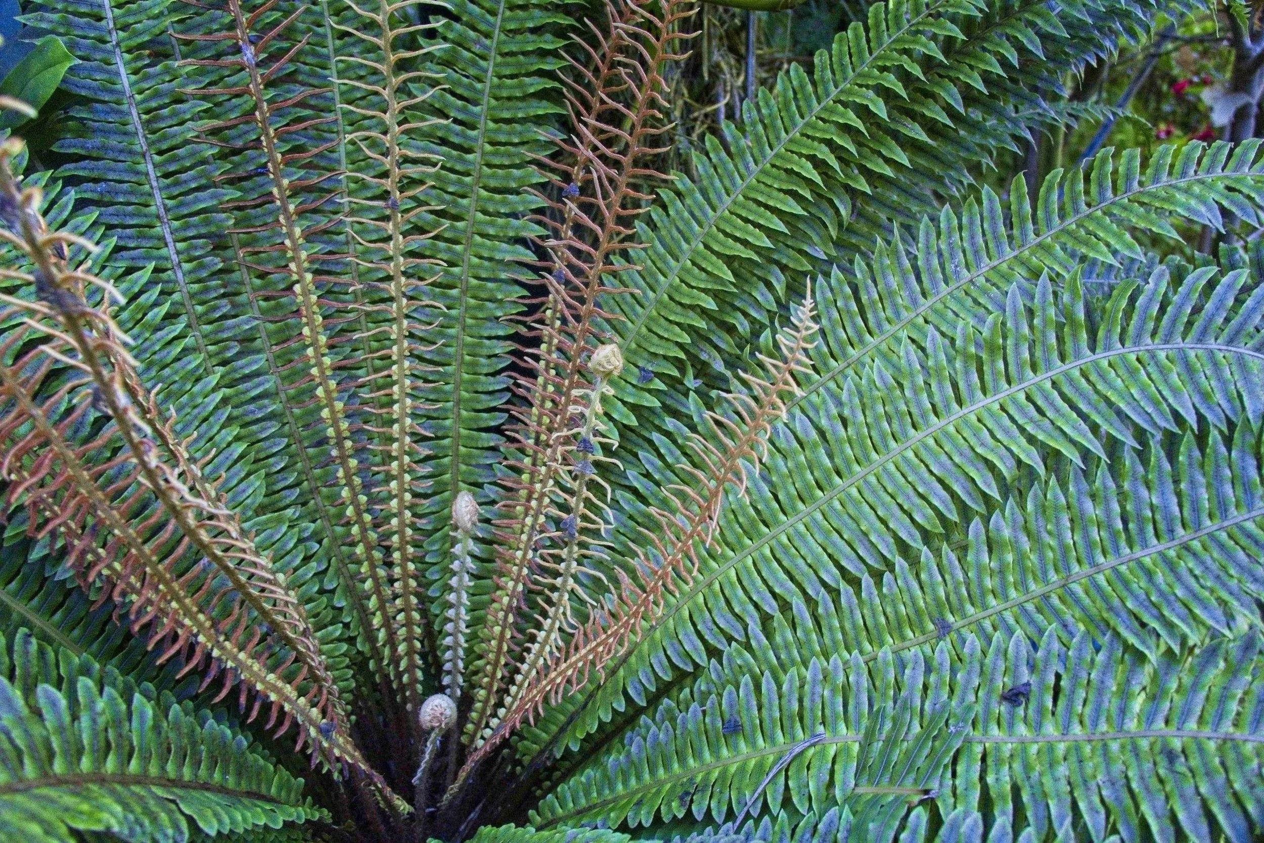 #1142. Photographing Fascinating Ferns