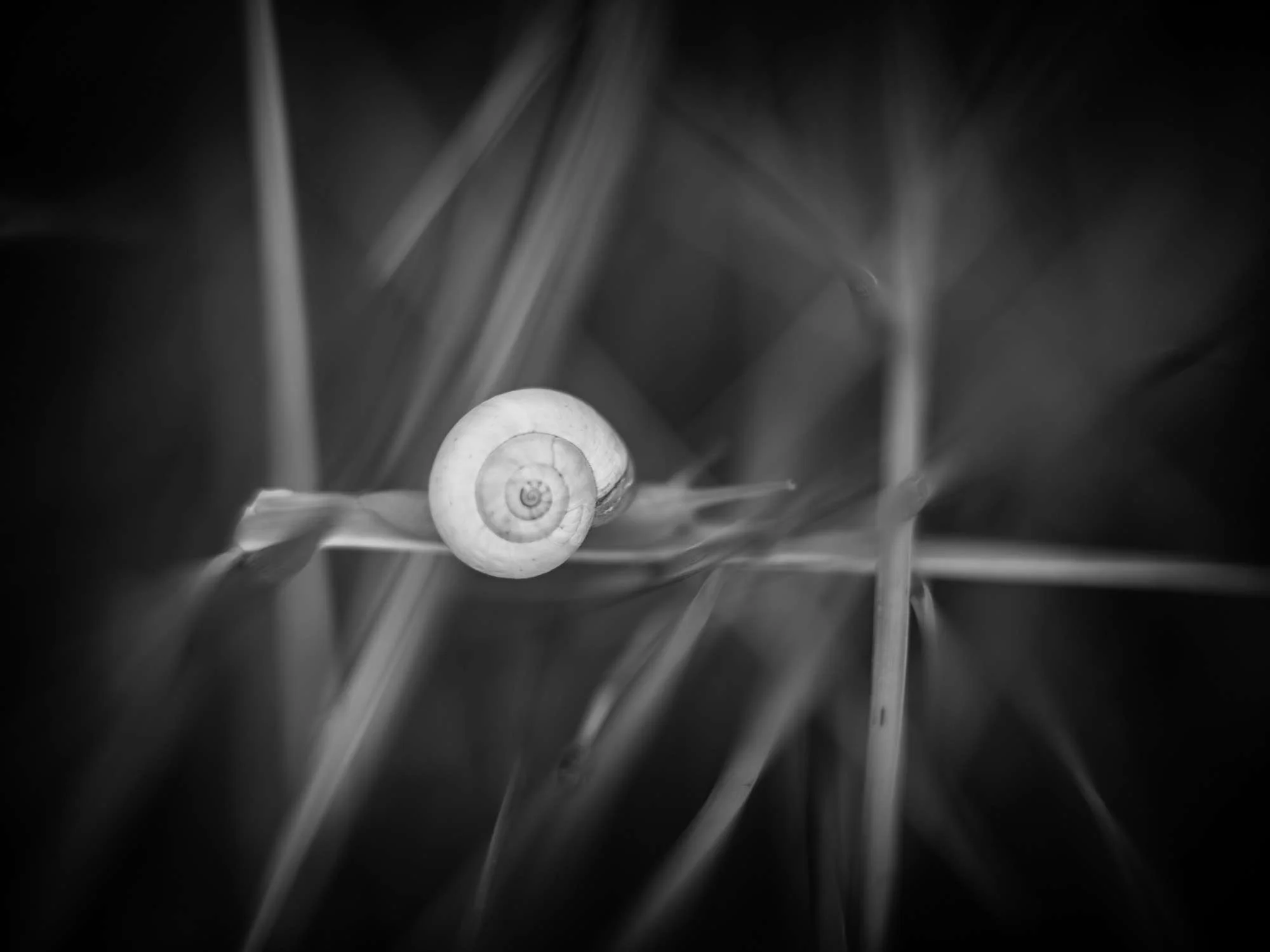 #884. Zeiss Otus 100. A spanner in the X1D works?