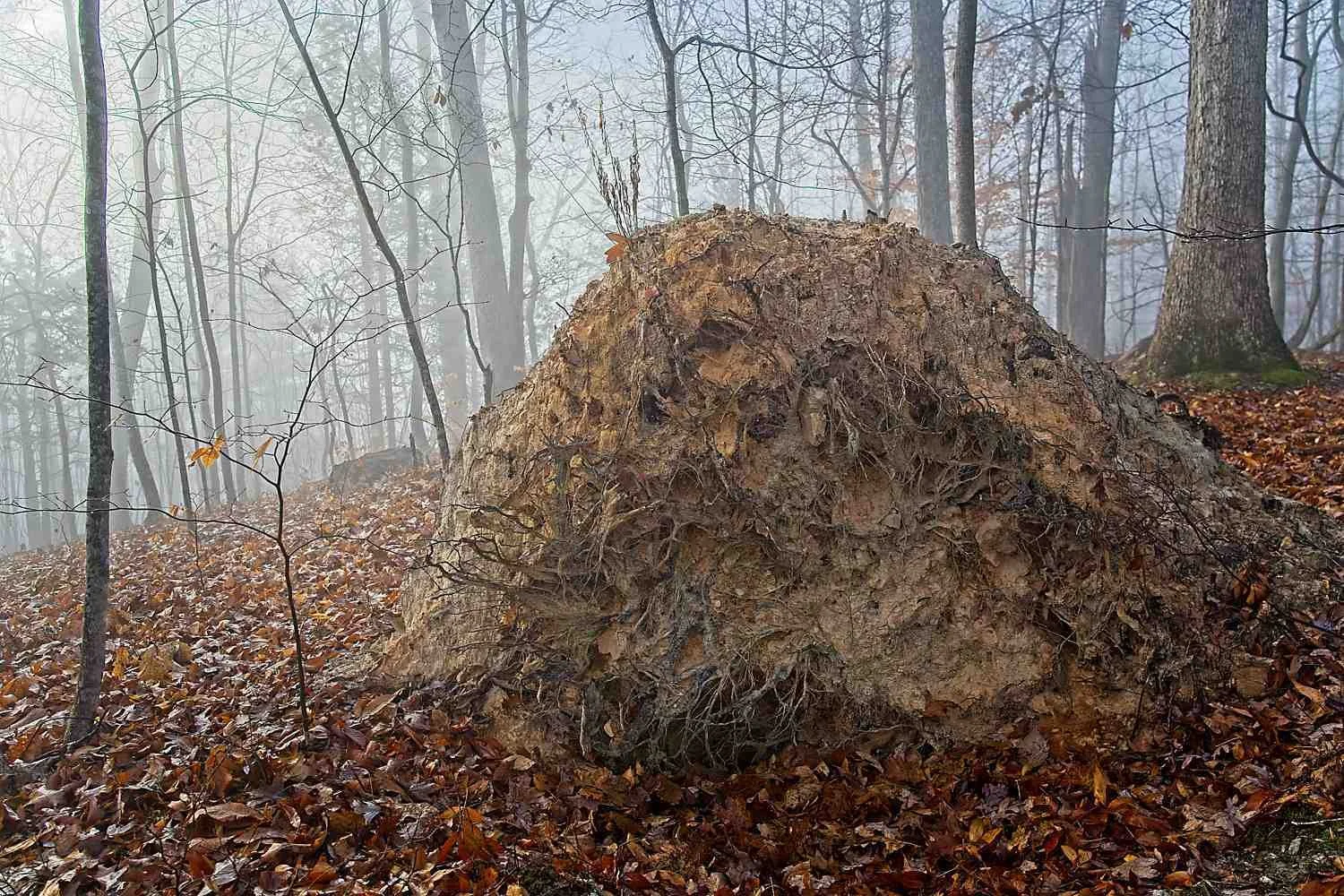 #1170. Photographing roots