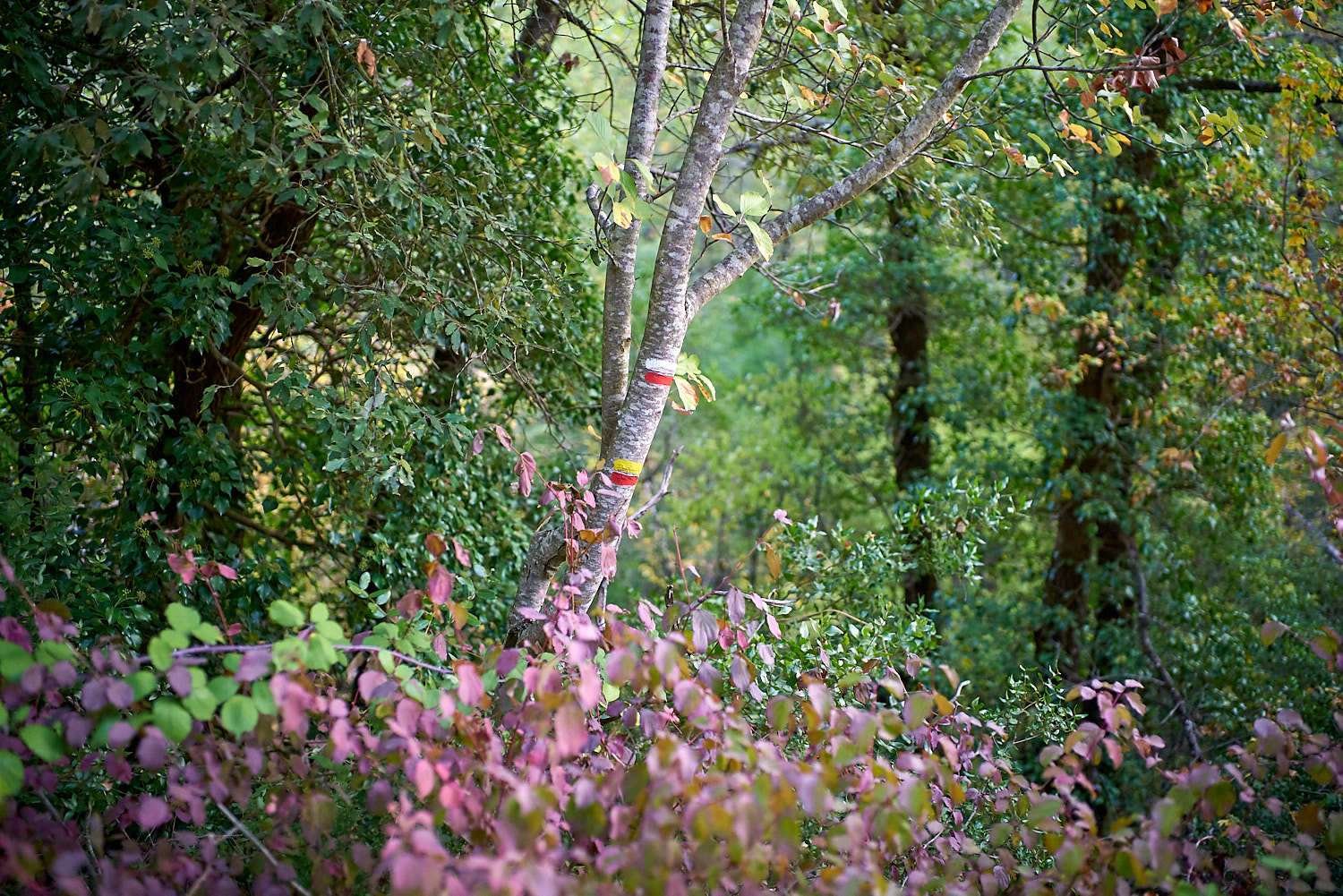 #656. Photographing the autumn colours of Provence