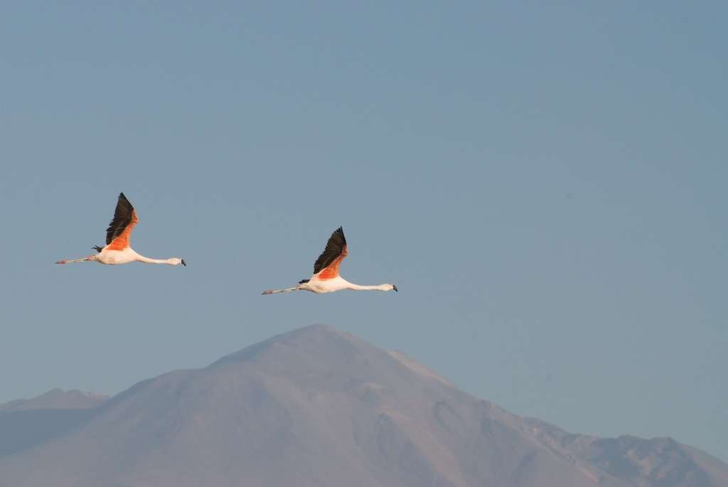 #312. Photographing Chilean Highlights - a Short Series