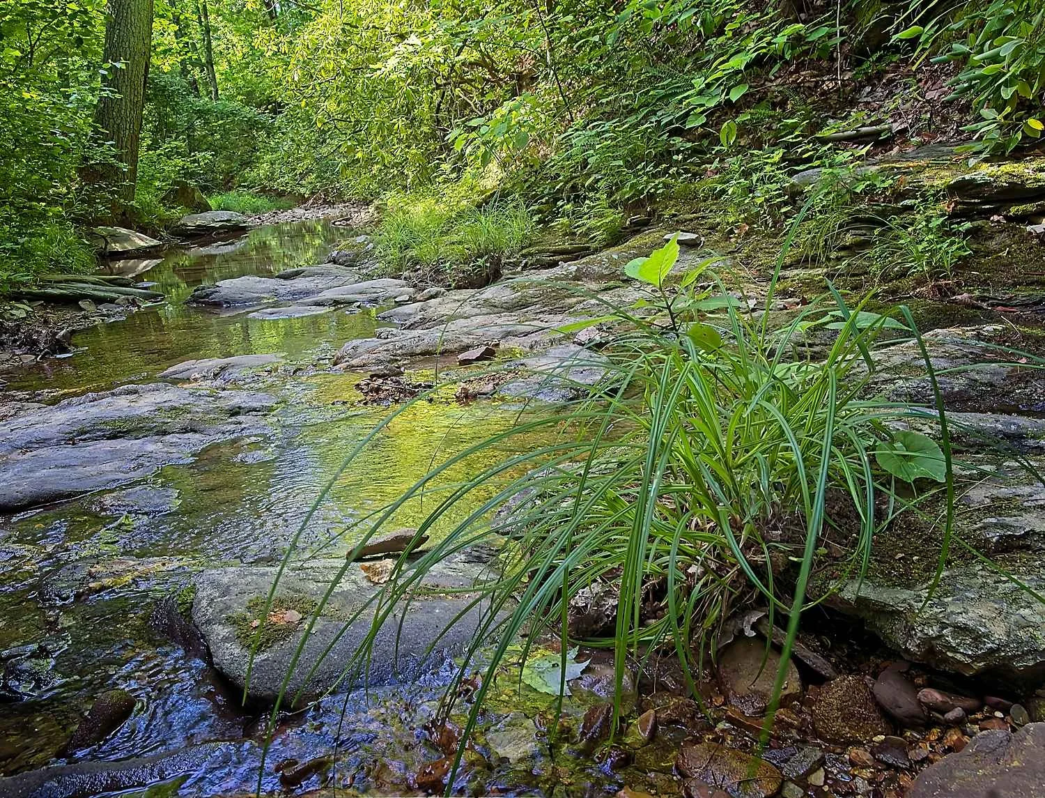 #1390. Appalachian Seasons, Part V: JULY