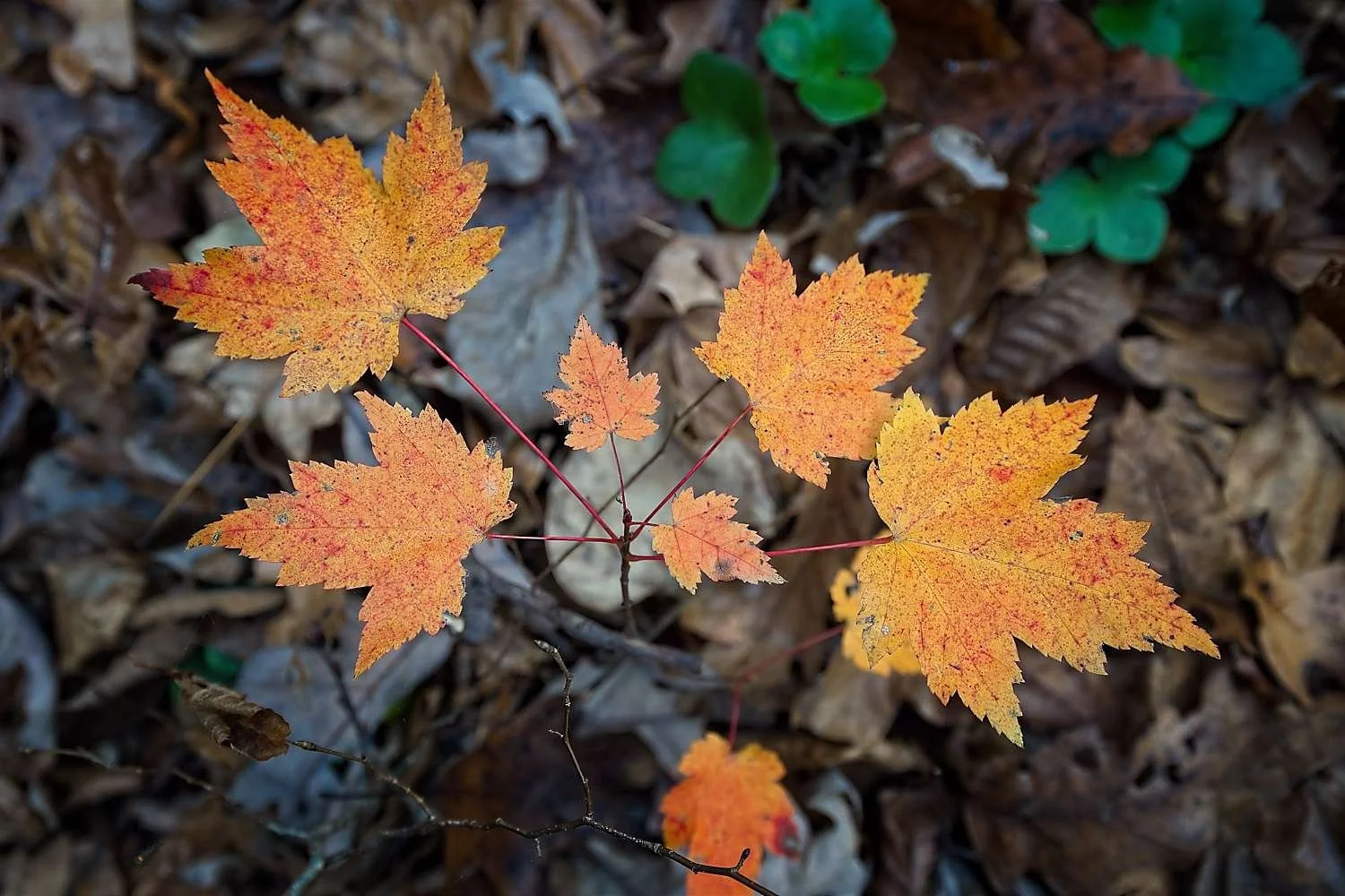 #1246. The Forest Floor in Fall