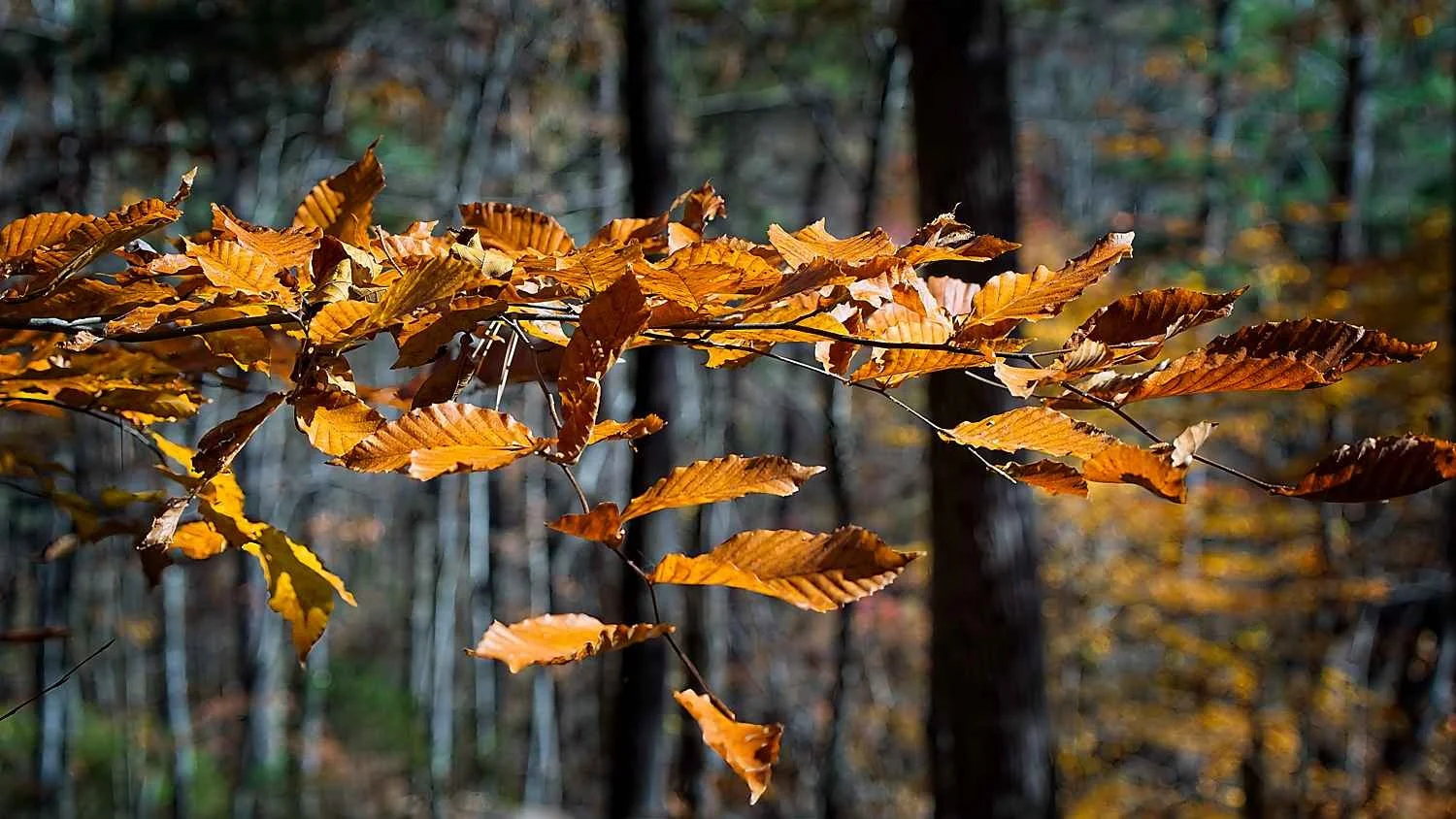 #1412.Appalachian Seasons, Fall. III. November.