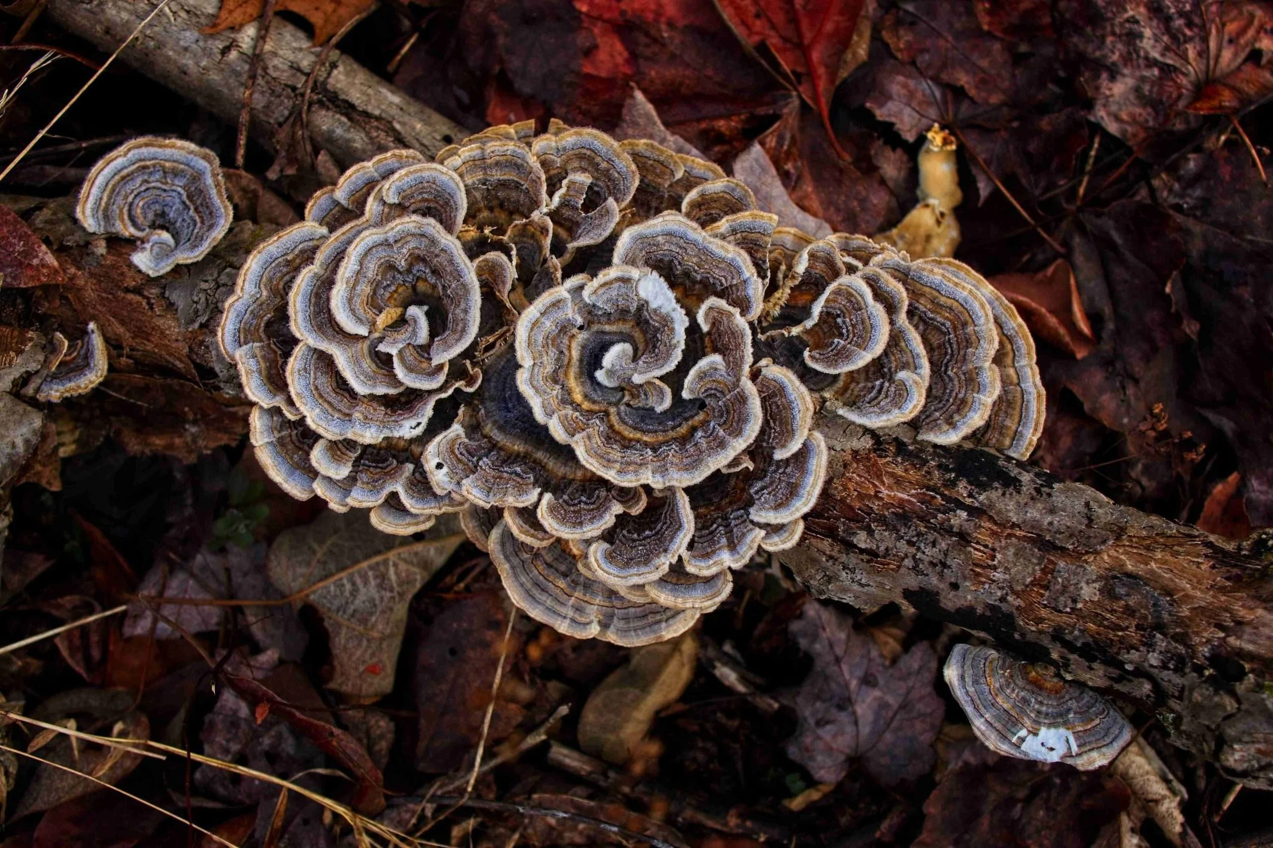 #1093. Covid Photographic Ramblings 6 : A year in Fungi