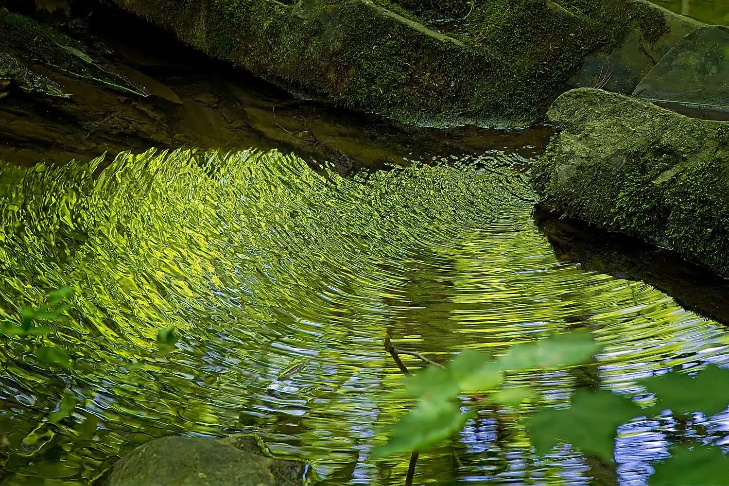 #1382. Apalachian Seasons, Part III: May.