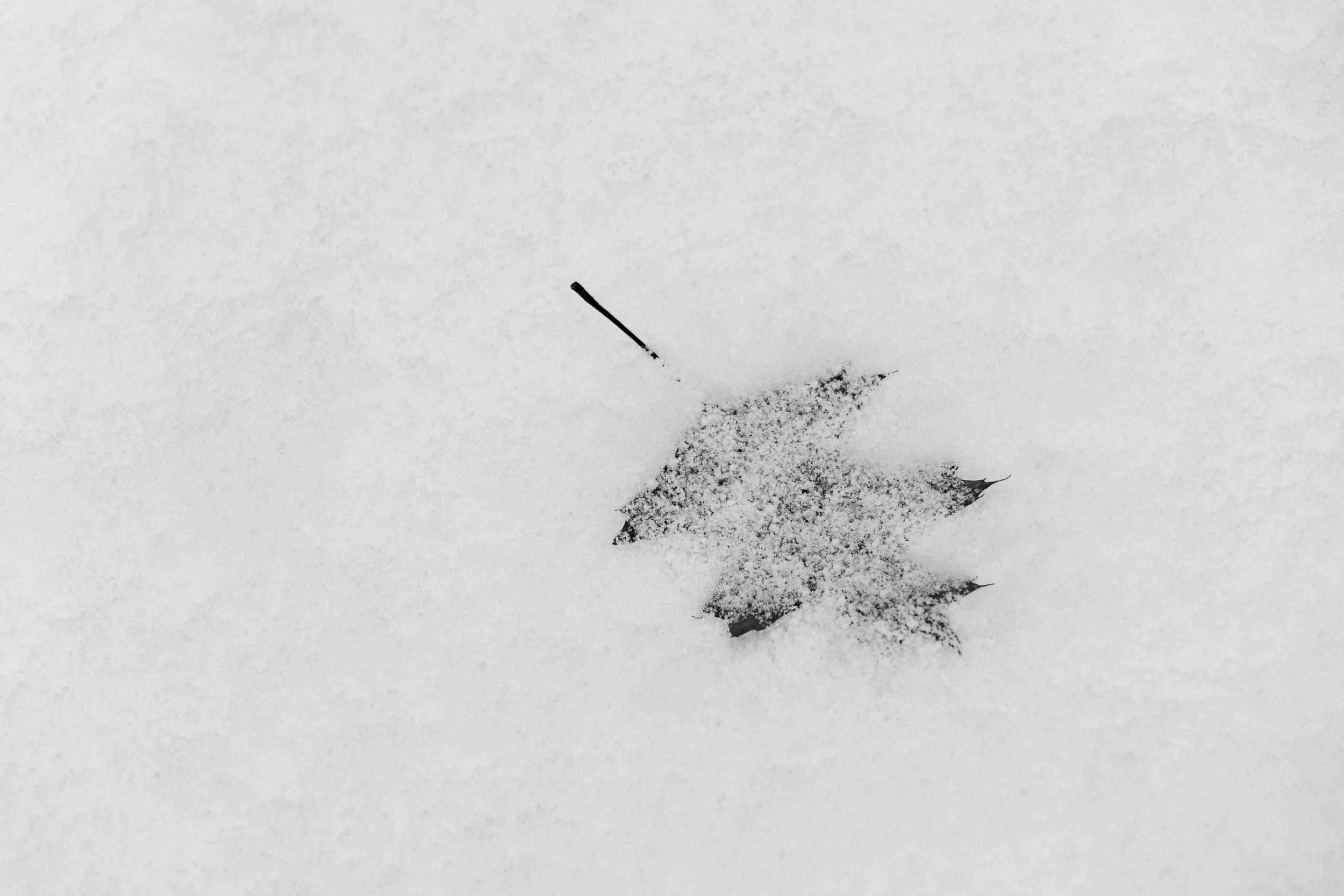 #1089. Covid Ramblings 5: On the complexity of photographic minimalism