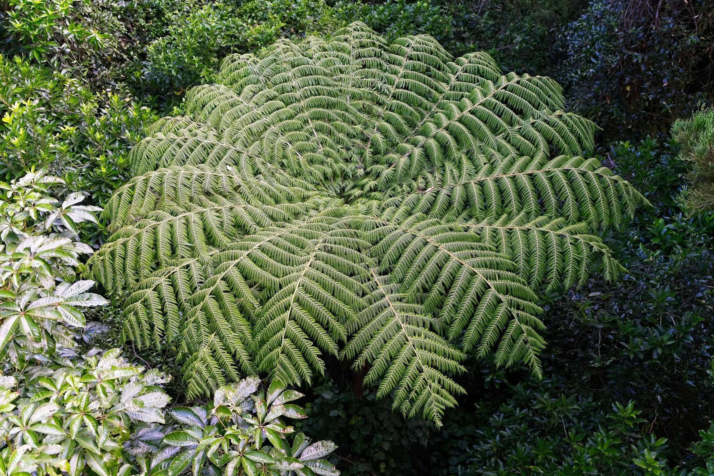 #1287. Kiwi Glimpses, Part I
