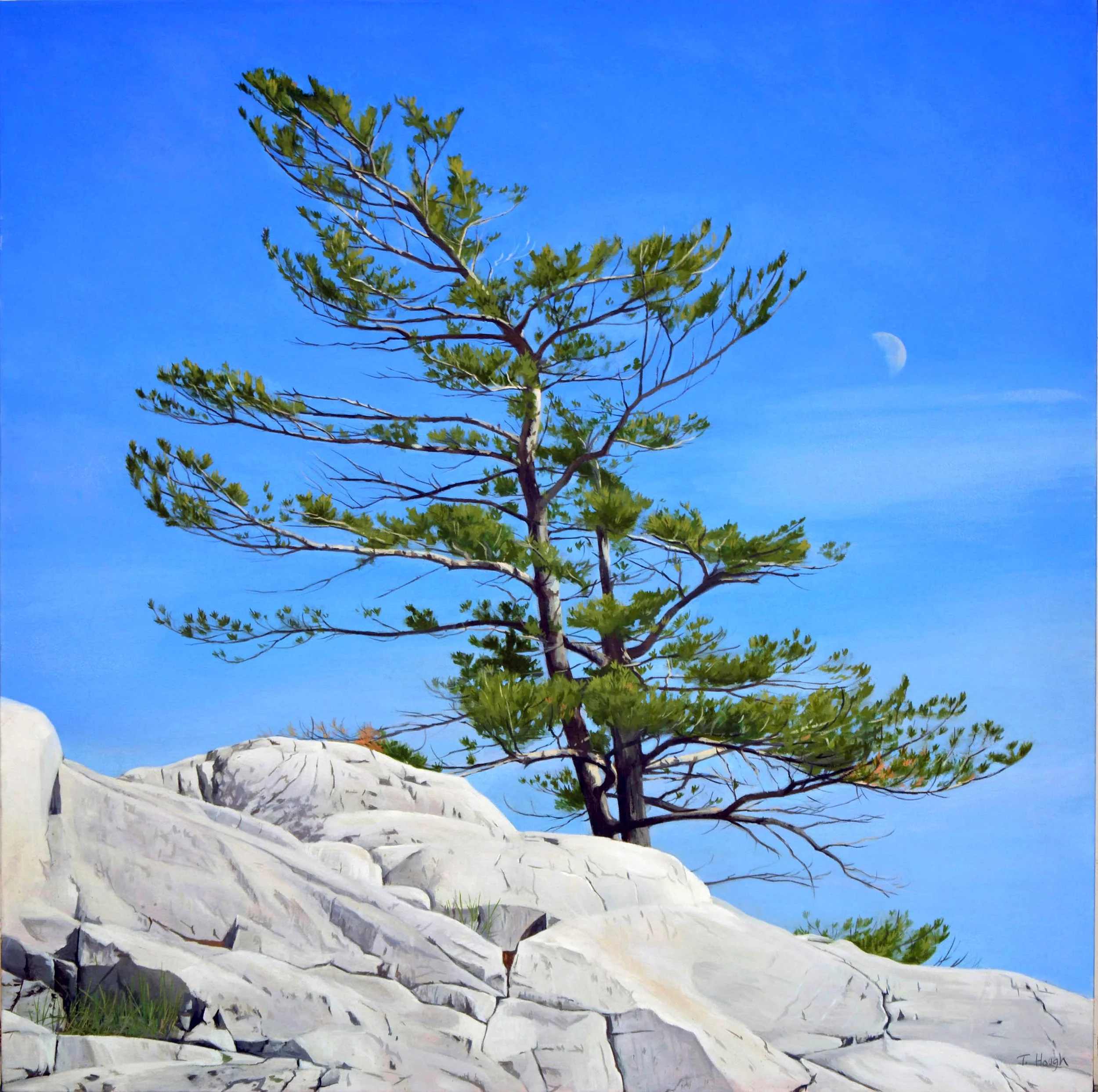 Pine Tree and Moon, oil on canvas, 36" X 36"